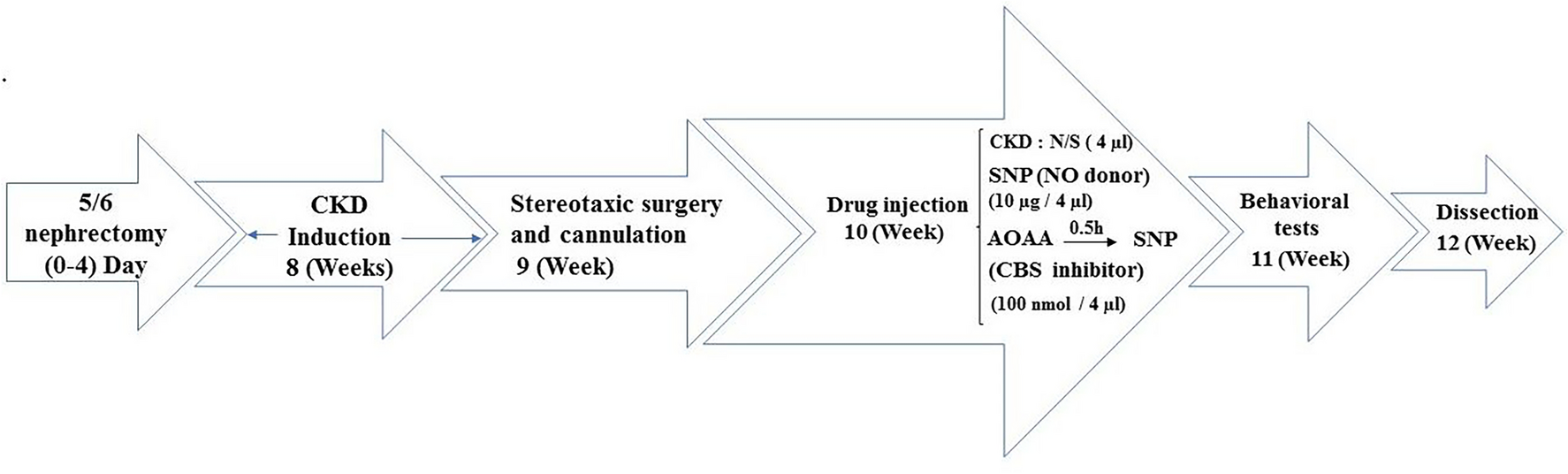 Neuroprotective Effects of Sodium Nitroprusside on CKD-Induced Cognitive Dysfunction in Rats: Role of CBS and Nrf2/HO-1 Pathway