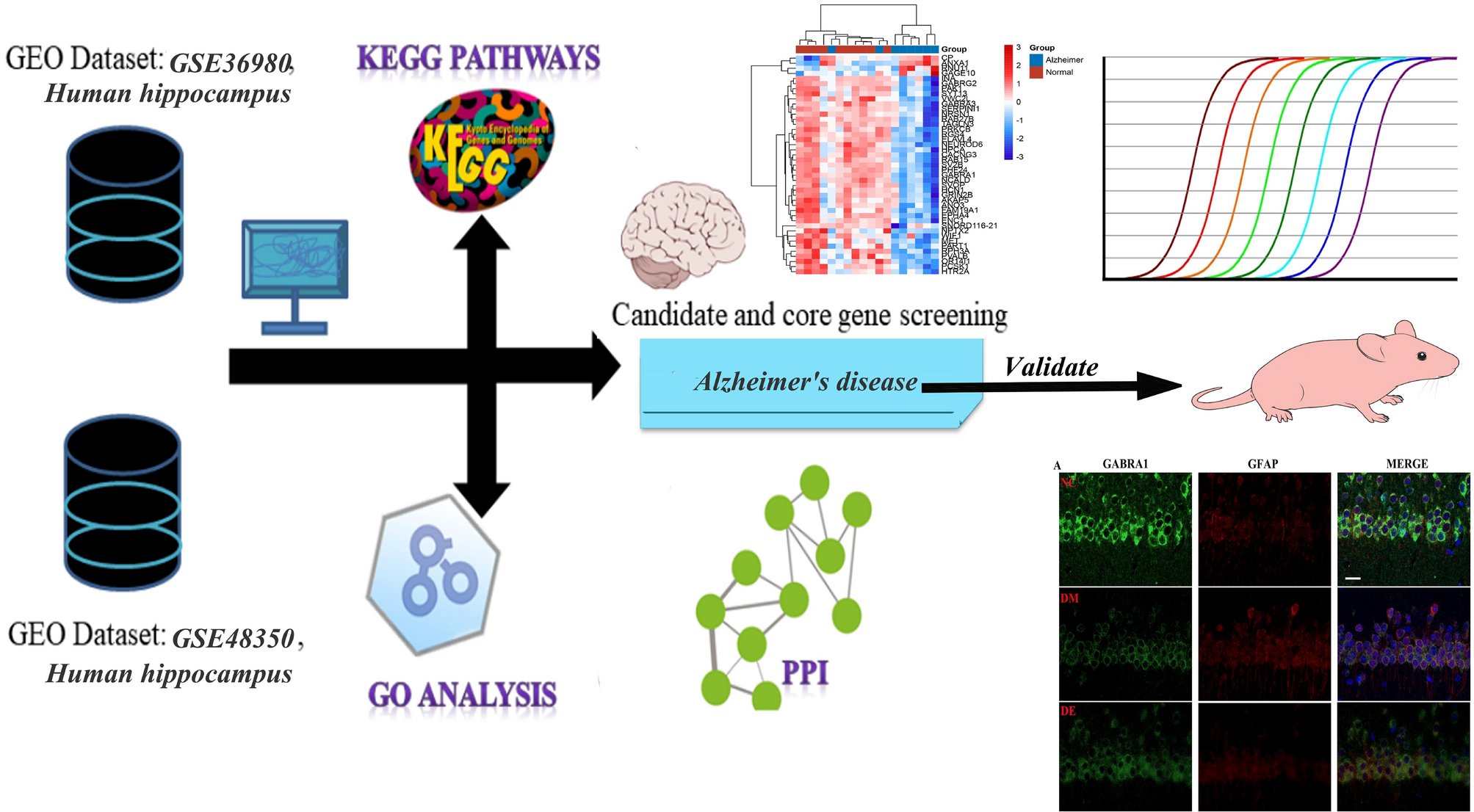 Differential Expression of GABA Receptor-Related Genes in Alzheimer’s Disease and the Positive Regulatory Role of Aerobic Exercise-From Genetic Screening to D-gal-induced AD-like Pathology Model