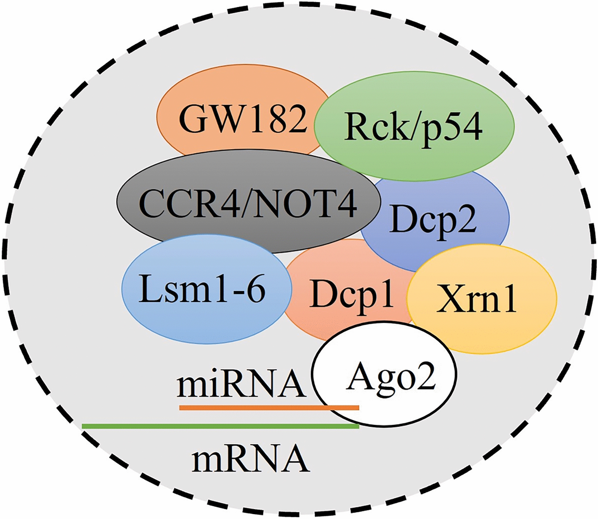 Recent Advances in the miRNA-Mediated Regulation of Neuronal Differentiation and Death