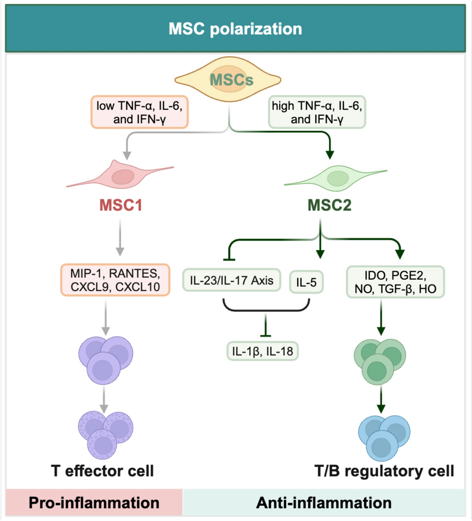 Current Status of Research on Nanomaterials Combined with Mesenchymal Stem Cells for the Treatment of Ischemic Stroke