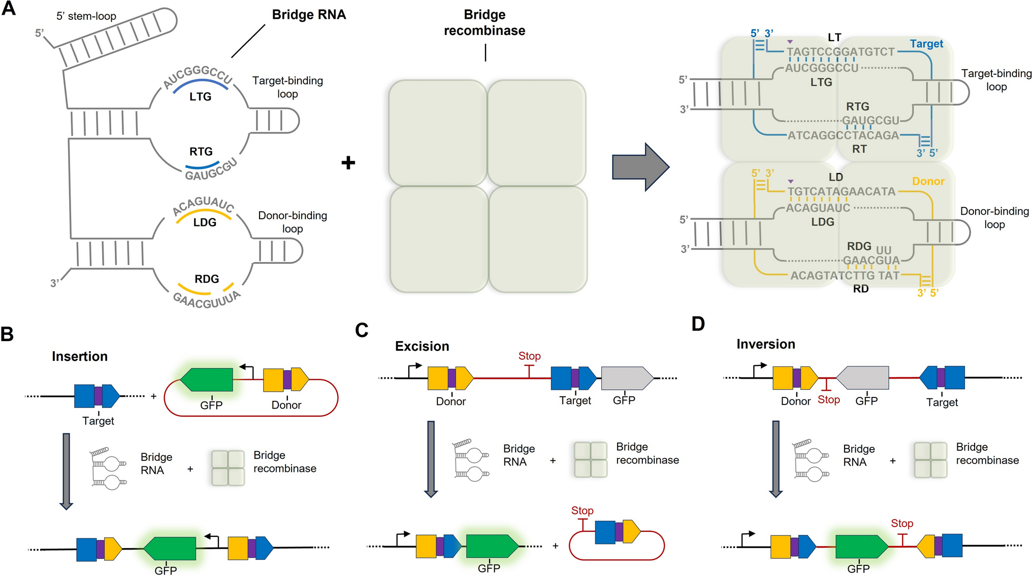 Bridge RNA-Guided Genetic Recombination Tools for Treating Neurodegenerative Nucleotide Repeat Disorders