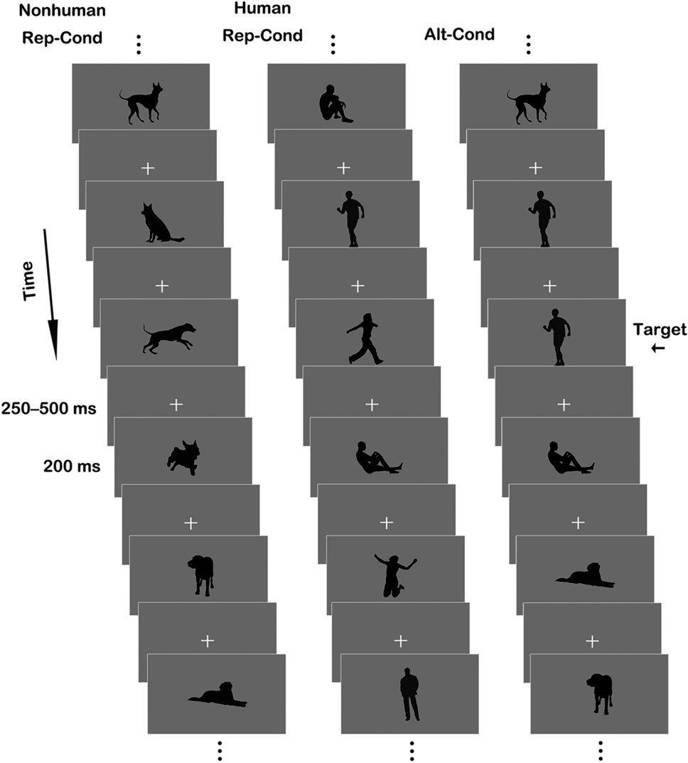 Neural Basis of Categorical Representations of Animal Body Silhouettes