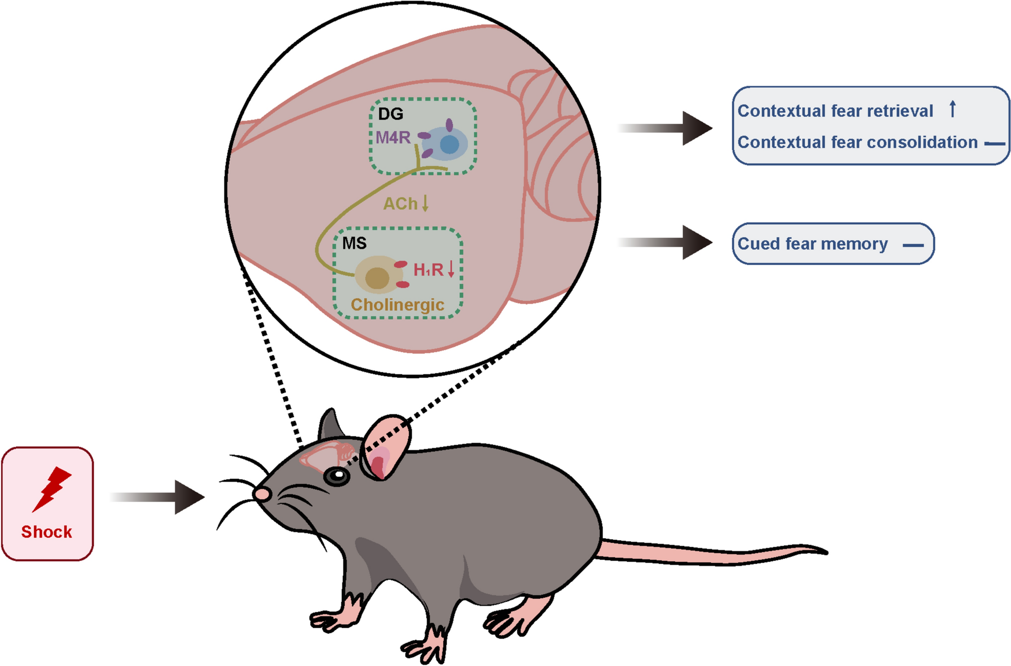 Histamine H1 Receptor in Medial Septum Cholinergic Circuit: New Hope for Fear-related Disorders?
