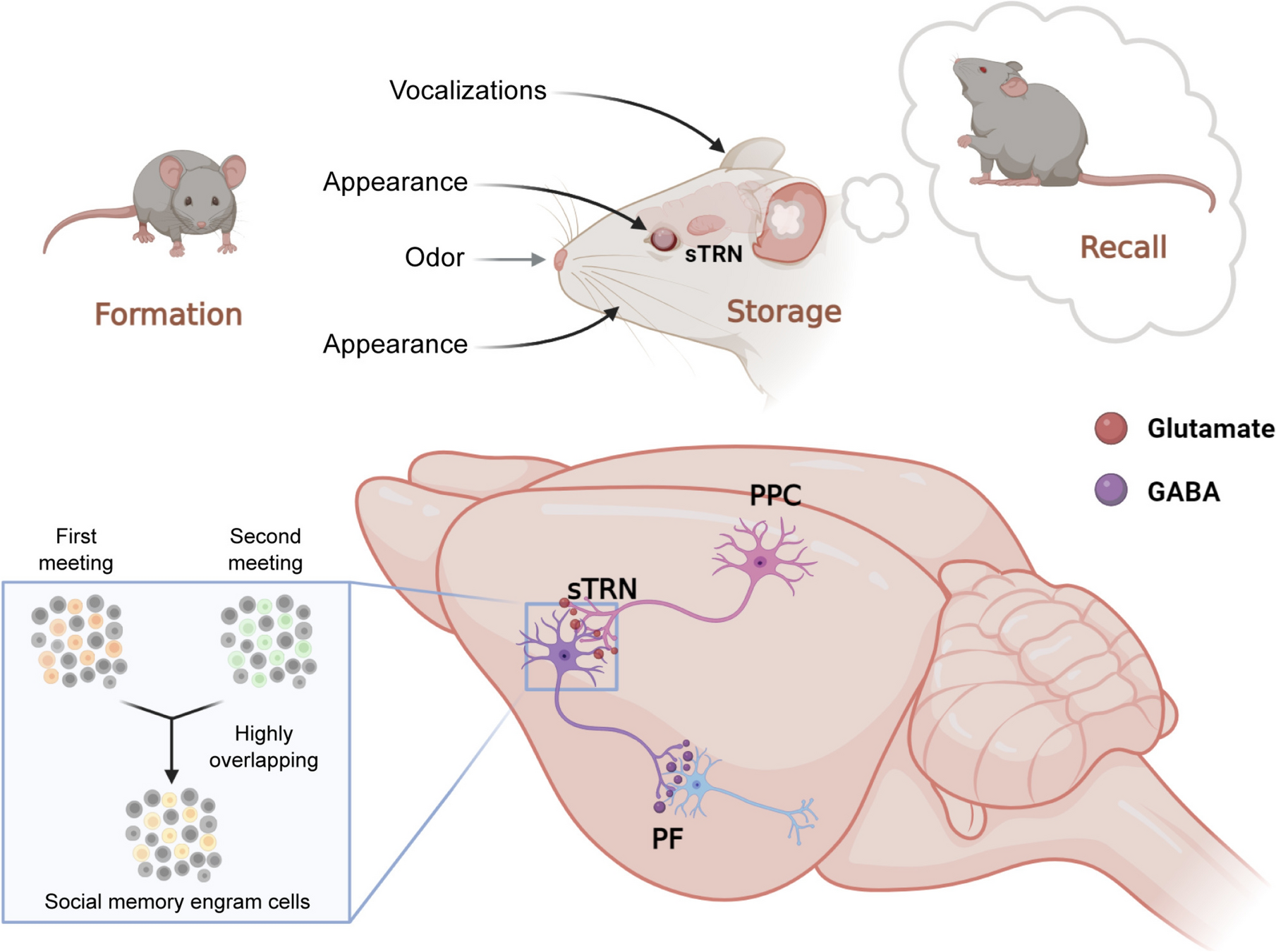 Role of the Thalamic Reticular Nucleus in Social Memory