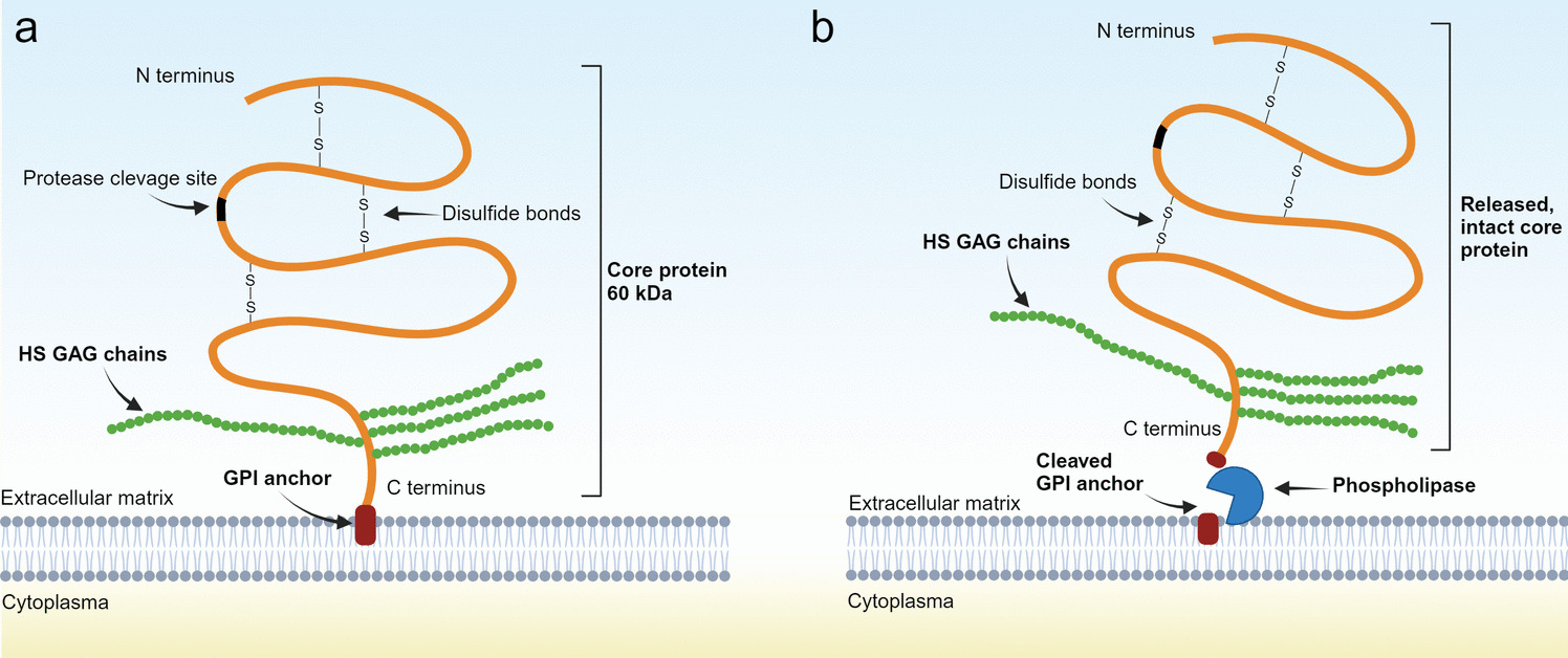 Evaluation of circulating glypican 4 as a novel biomarker in disease – A comprehensive review