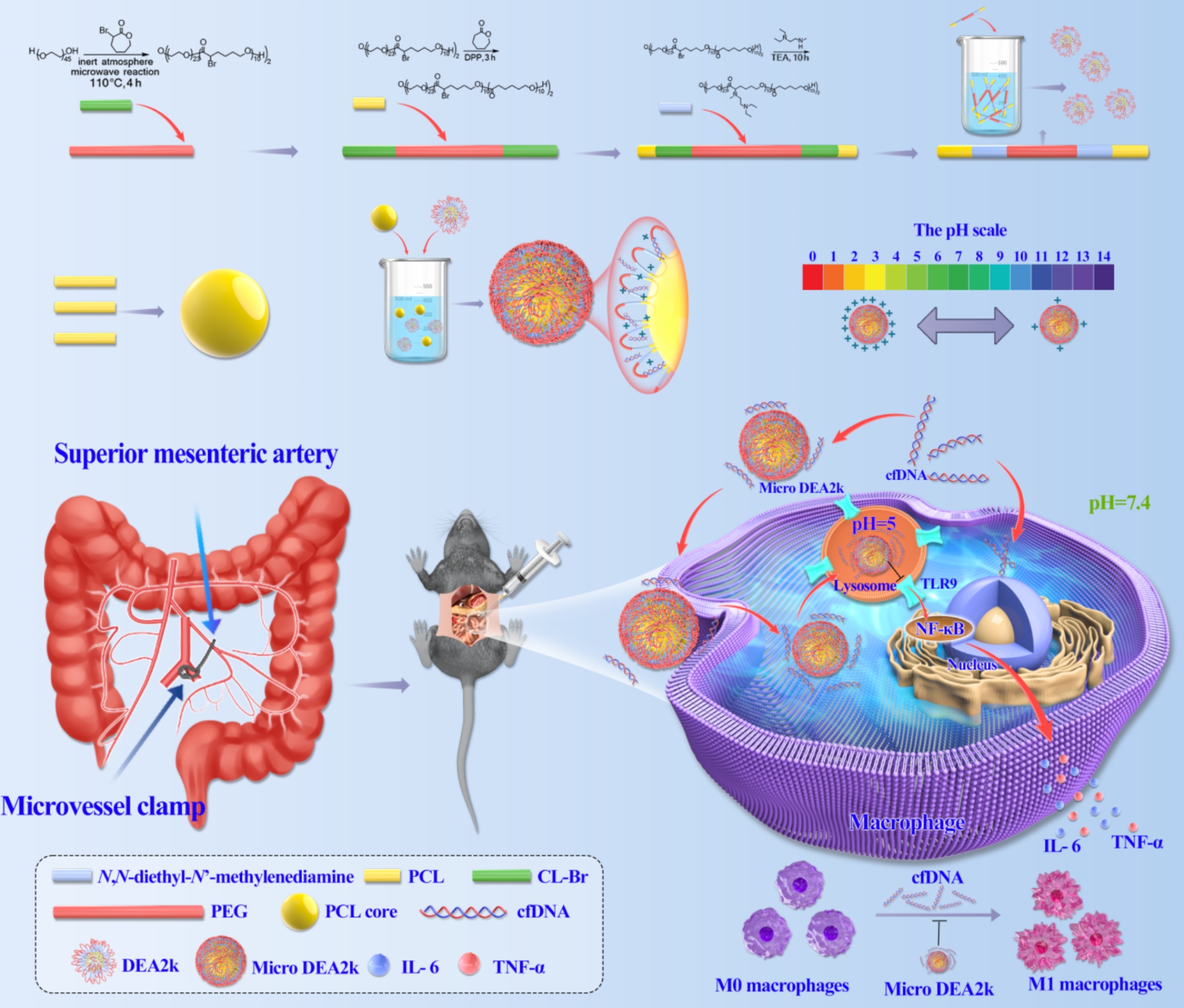 pH-responsive cationic polymer-functionalized poly-ε-caprolactone microspheres scavenge cell-free-DNA to alleviate intestinal ischemia/reperfusion injury by inhibiting M1 macrophage polarization