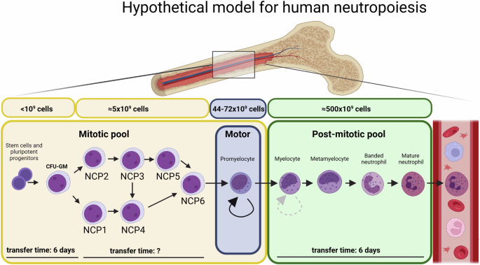 On the origin of neutrophils