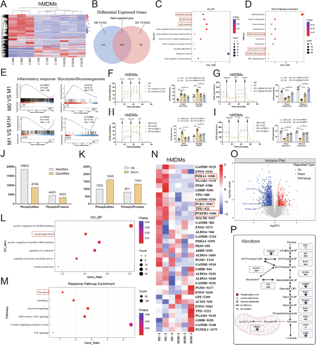 Targeting macrophage polarization by inhibiting Pim2 alleviates inflammatory arthritis via metabolic reprogramming