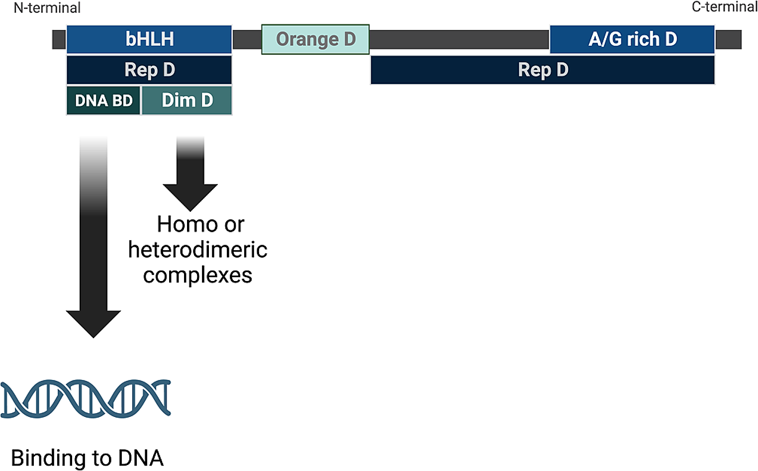 BHLHE41, a transcriptional repressor involved in physiological processes and tumor development