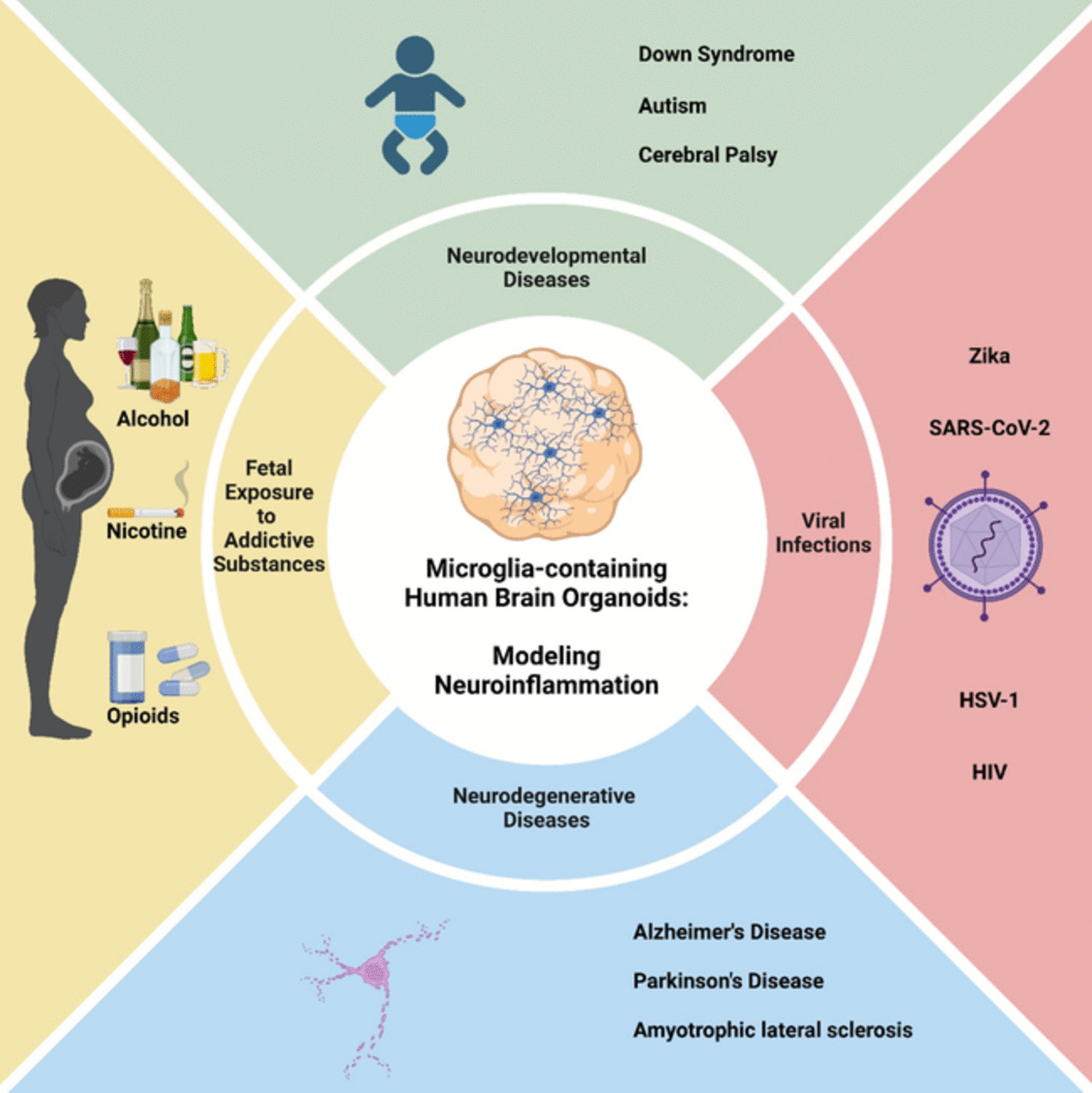 A Comprehensive Review on Utilizing Human Brain Organoids to Study Neuroinflammation in Neurological Disorders