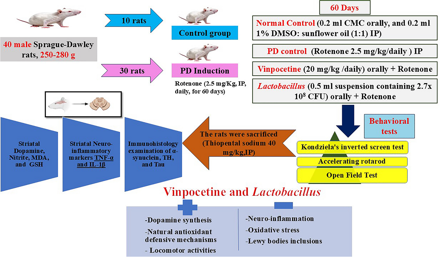 Vinpocetine and  Attenuated Rotenone-Induced Parkinson’s Disease and Restored Dopamine Synthesis in Rats through Modulation of Oxidative Stress, Neuroinflammation, and Lewy Bodies Inclusion