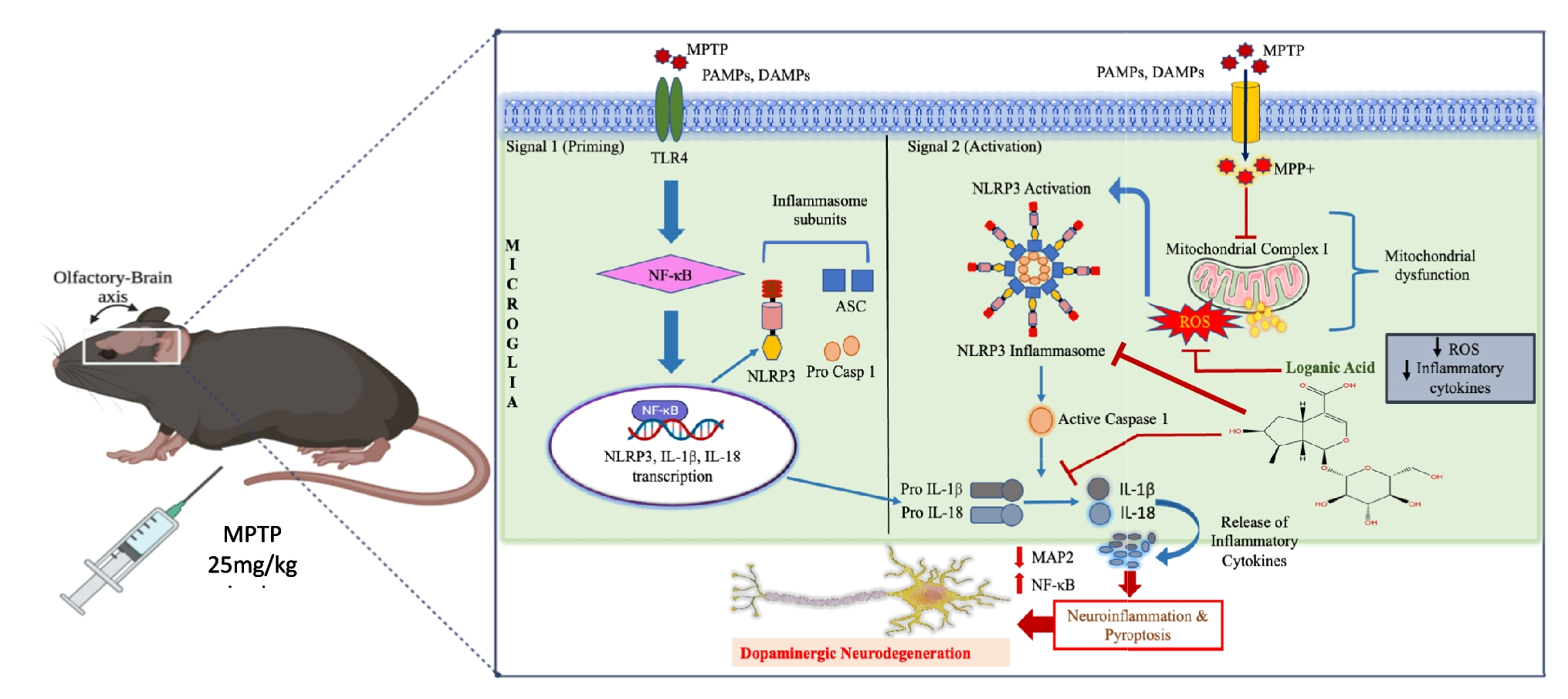 Loganic Acid Alleviates the Olfactory-Brain NLRP3 Inflammasome Activation and Rescues Dopaminergic Neurons in Experimental Models of Parkinson’s Disease