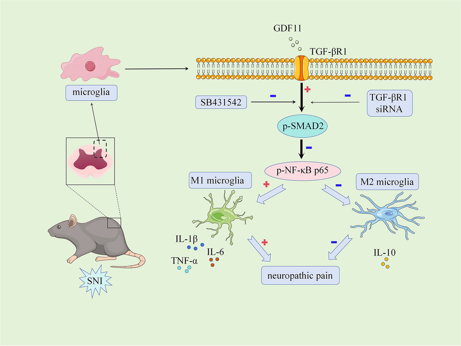 GDF11 Mitigates Neuropathic Pain via Regulation of Microglial Polarization and Neuroinflammation through TGF-βR1/SMAD2/NF-κB Pathway in Male Mice