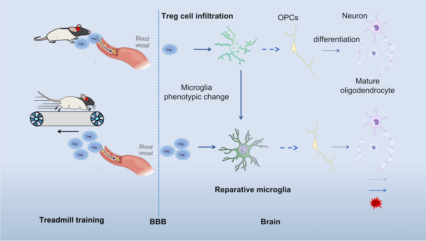 Treg Upregulation by Treadmill Training Accelerates Myelin Repair Post-Ischemia
