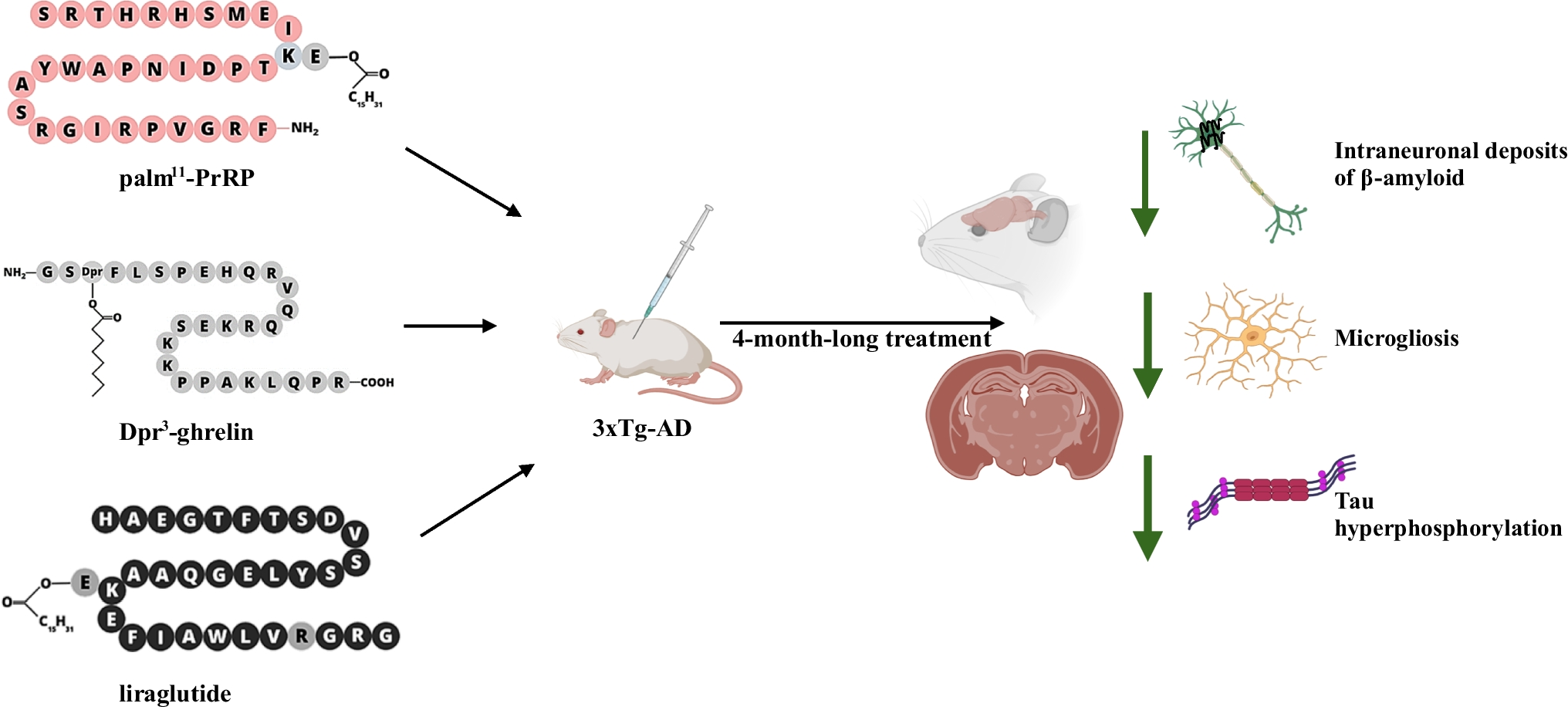 Reduction of Neuroinflammation as a Common Mechanism of Action of Anorexigenic and Orexigenic Peptide Analogues in the Triple Transgenic Mouse Model of Alzheimer´s Disease
