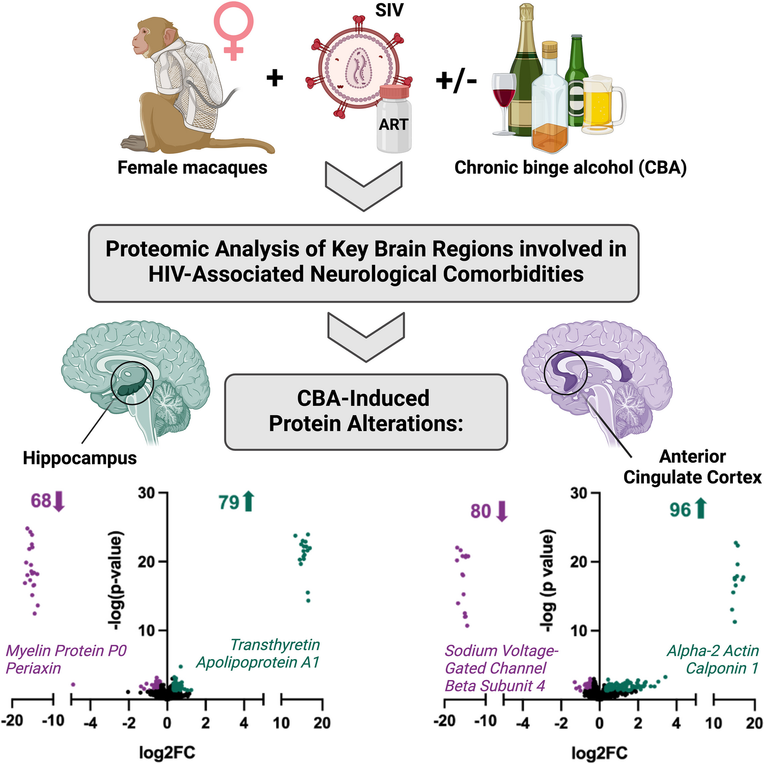 Proteomic Analysis of Chronic Binge Alcohol-Induced Hippocampal and Anterior Cingulate Cortex Neuroadaptations in Simian Immunodeficiency Virus (SIV)-Infected Female Rhesus Macaques