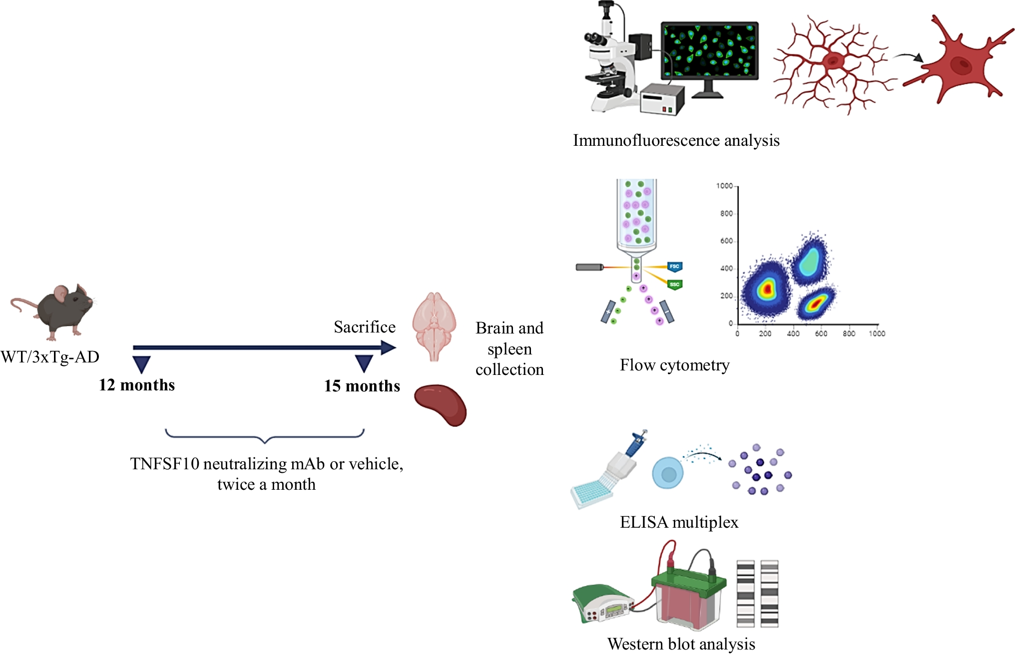 Rebalancing Immune Interactions within the Brain-Spleen Axis Mitigates Neuroinflammation in an Aging Mouse Model of Alzheimer’s Disease