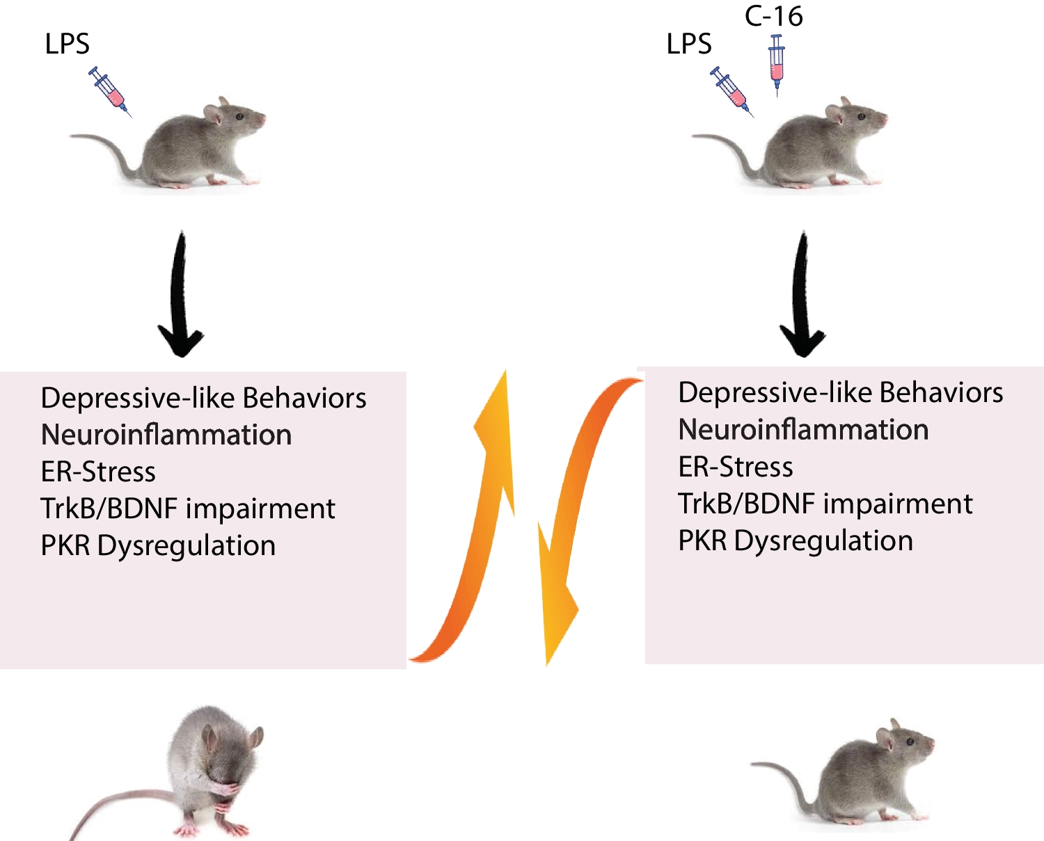 PKR Inhibition Prevents Neuroinflammation and Rescues Depressive-Like Behaviors via BDNF/TrkB Signaling