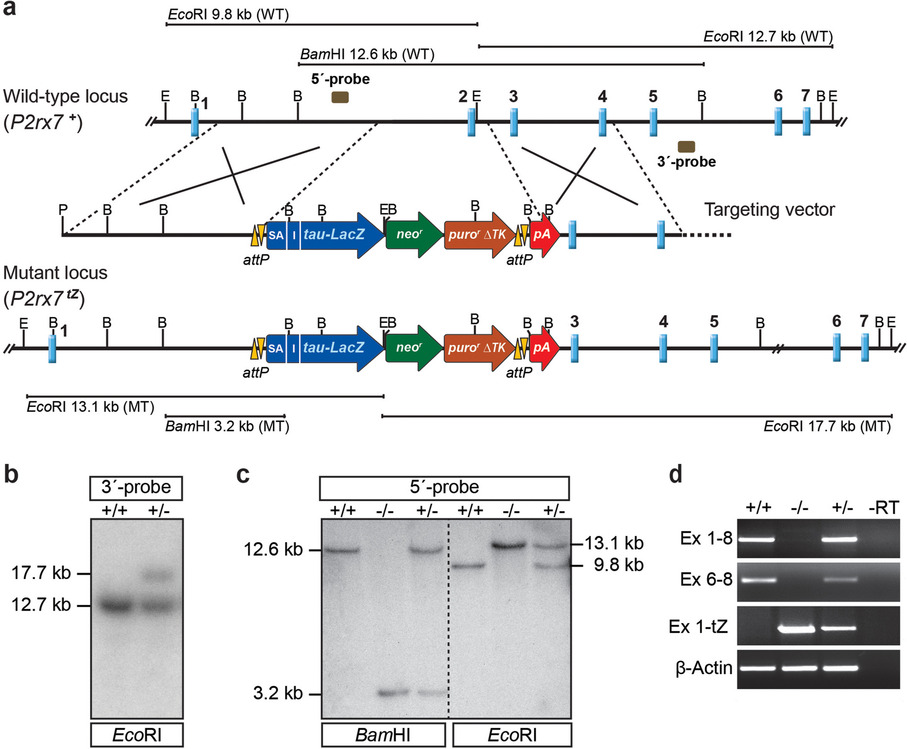 Establishment and behavioural characterization of a novel constitutive P2X7 receptor knockout mouse line