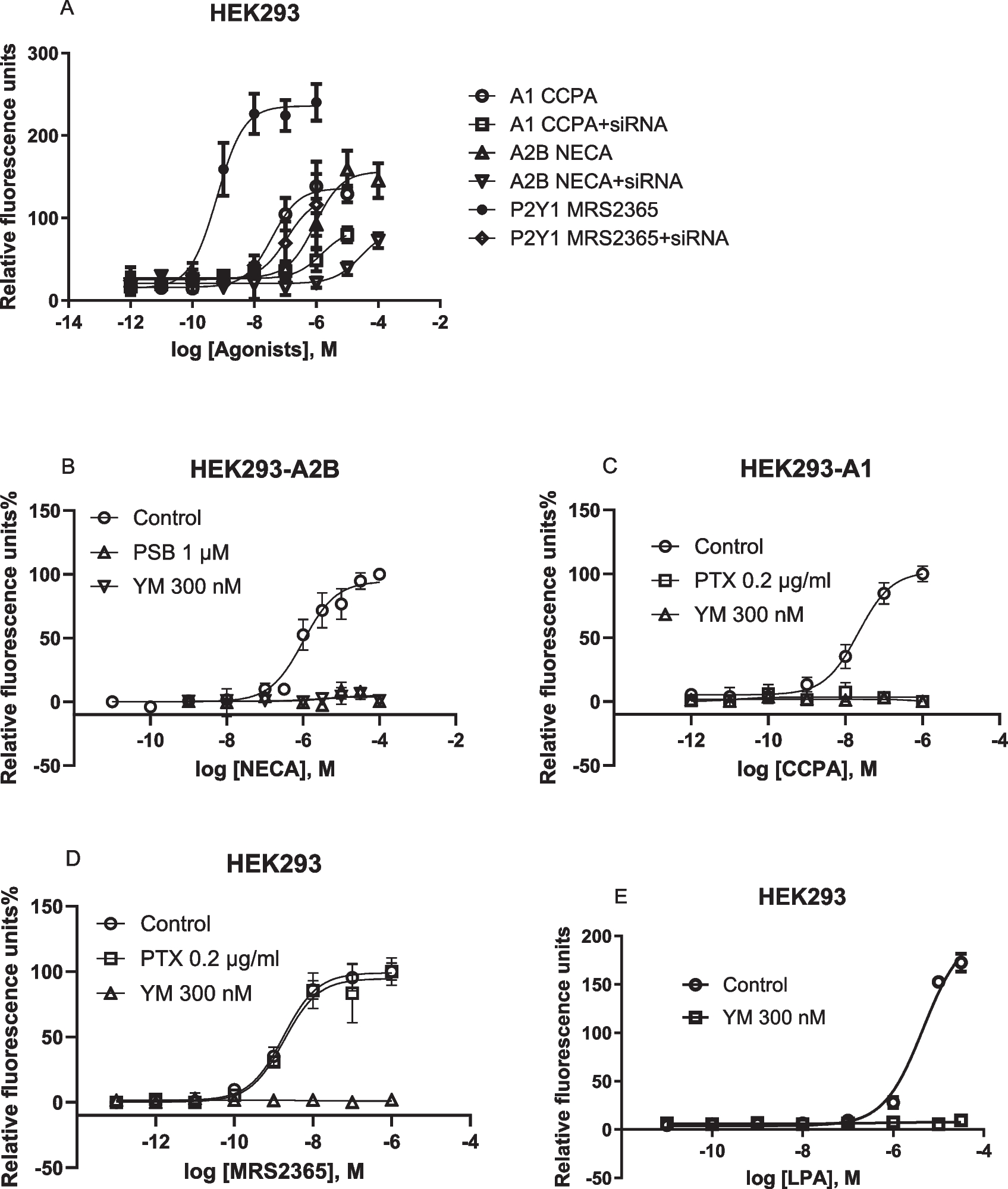A adenosine receptor-triggered intracellular calcium mobilization: Cell type-dependent involvement of G, G, G proteins and protein kinase C