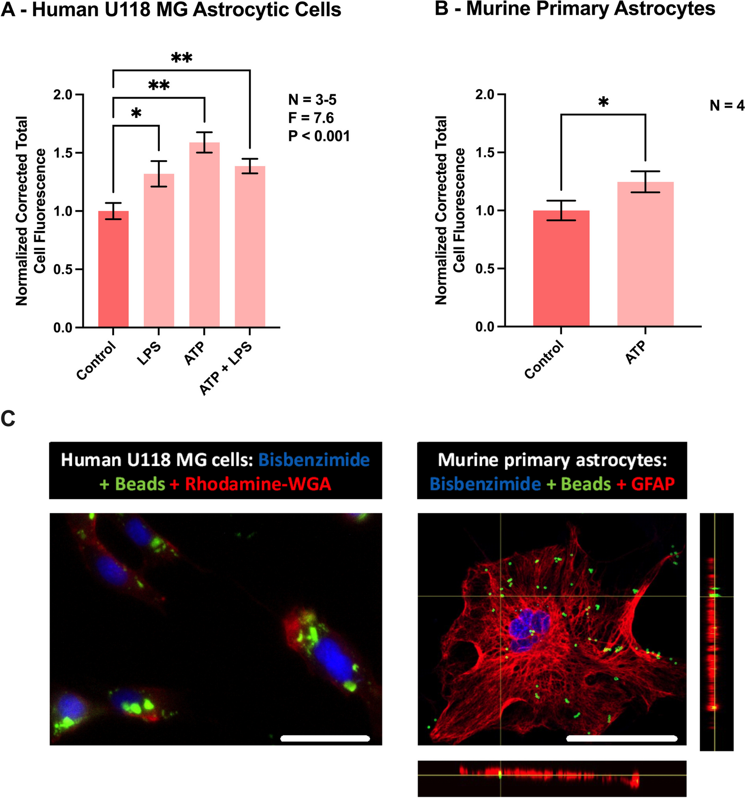 Extracellular ATP regulates phagocytic activity, mitochondrial respiration, and cytokine secretion of human astrocytic cells