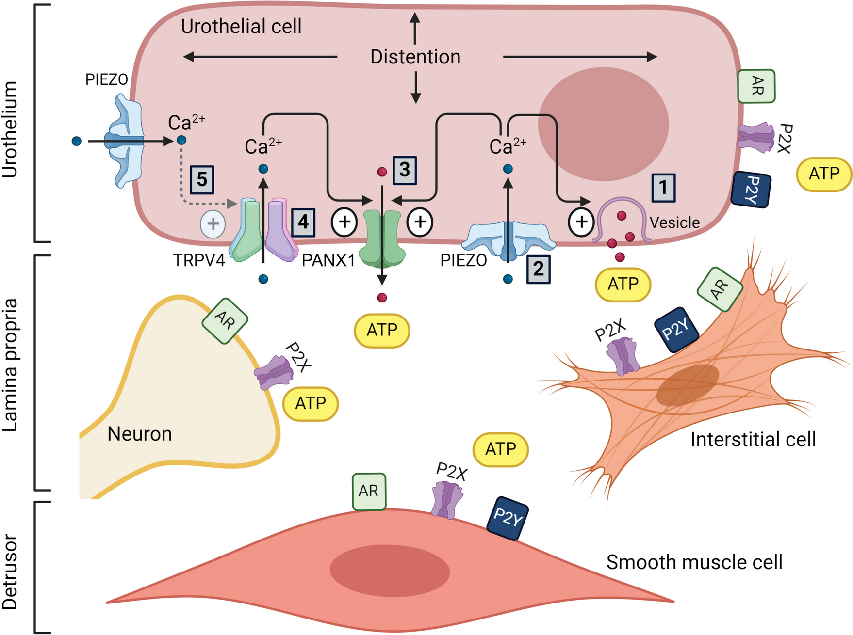 Mechanosensitive release of ATP in the urinary bladder mucosa