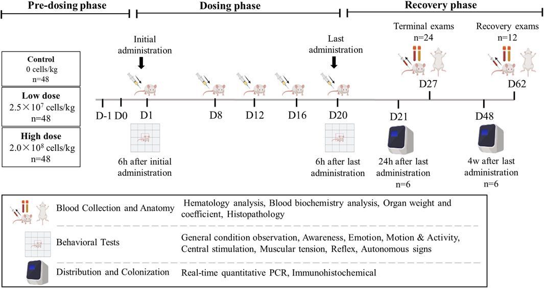 Repeat-dose toxicity of human umbilical cord mesenchymal stem cells via subcutaneous injection in NOG mice