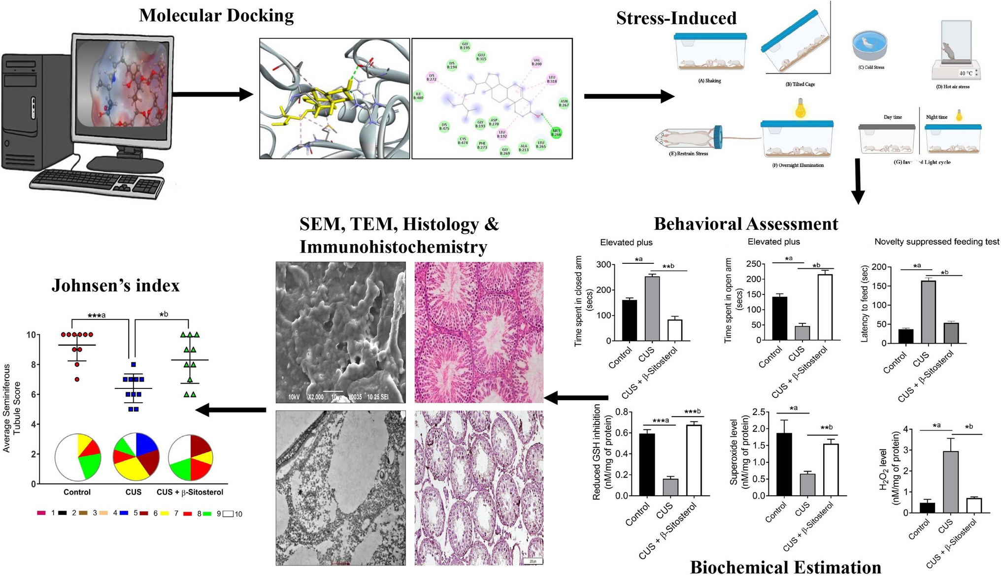 Beta(β)-sitosterol attenuates Chronic Unpredictable Stress (CUS) Induced Testicular Damage in the Experimental Rat Model