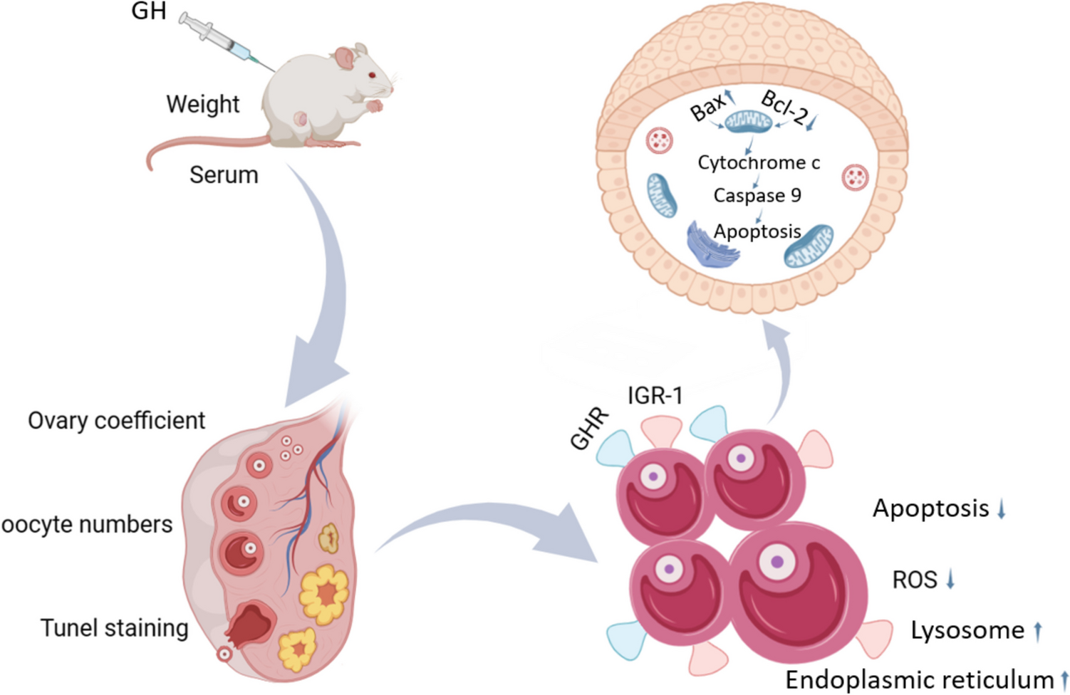 Growth Hormone Improves Ovarian Follicle Health in Premature Ovarian Failure Mice by Reducing Apoptosis