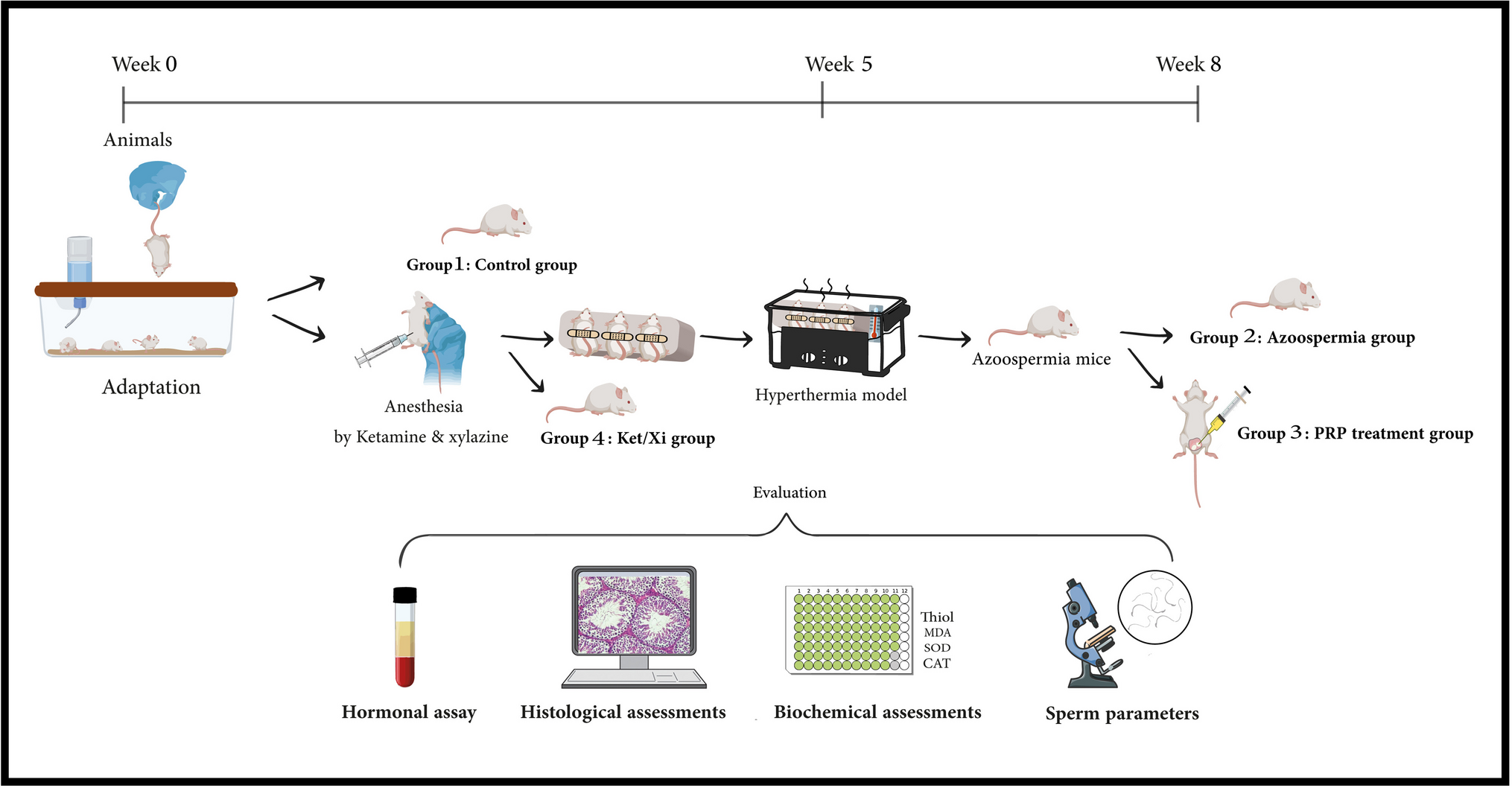The Effect of Scrotal PRP Injection on Testes Function and Spermatogenesis Resumed in Azoospermia Mice Model Caused by Chronic Hyperthermia