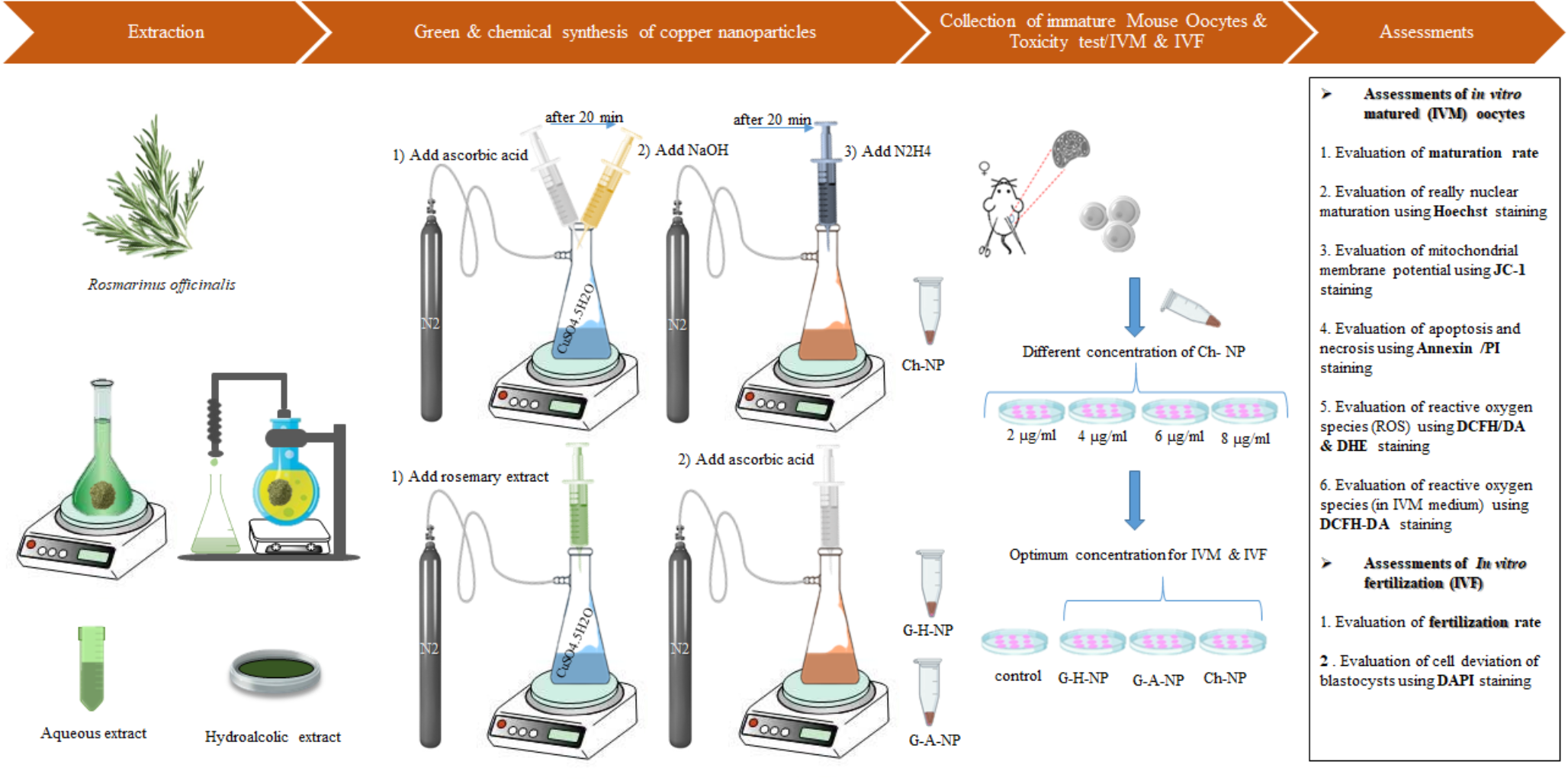 Green Synthesis of Copper Nanoparticles using  L. Extract Improves the Developmental Competence of Mouse Oocytes during in Vitro Maturation