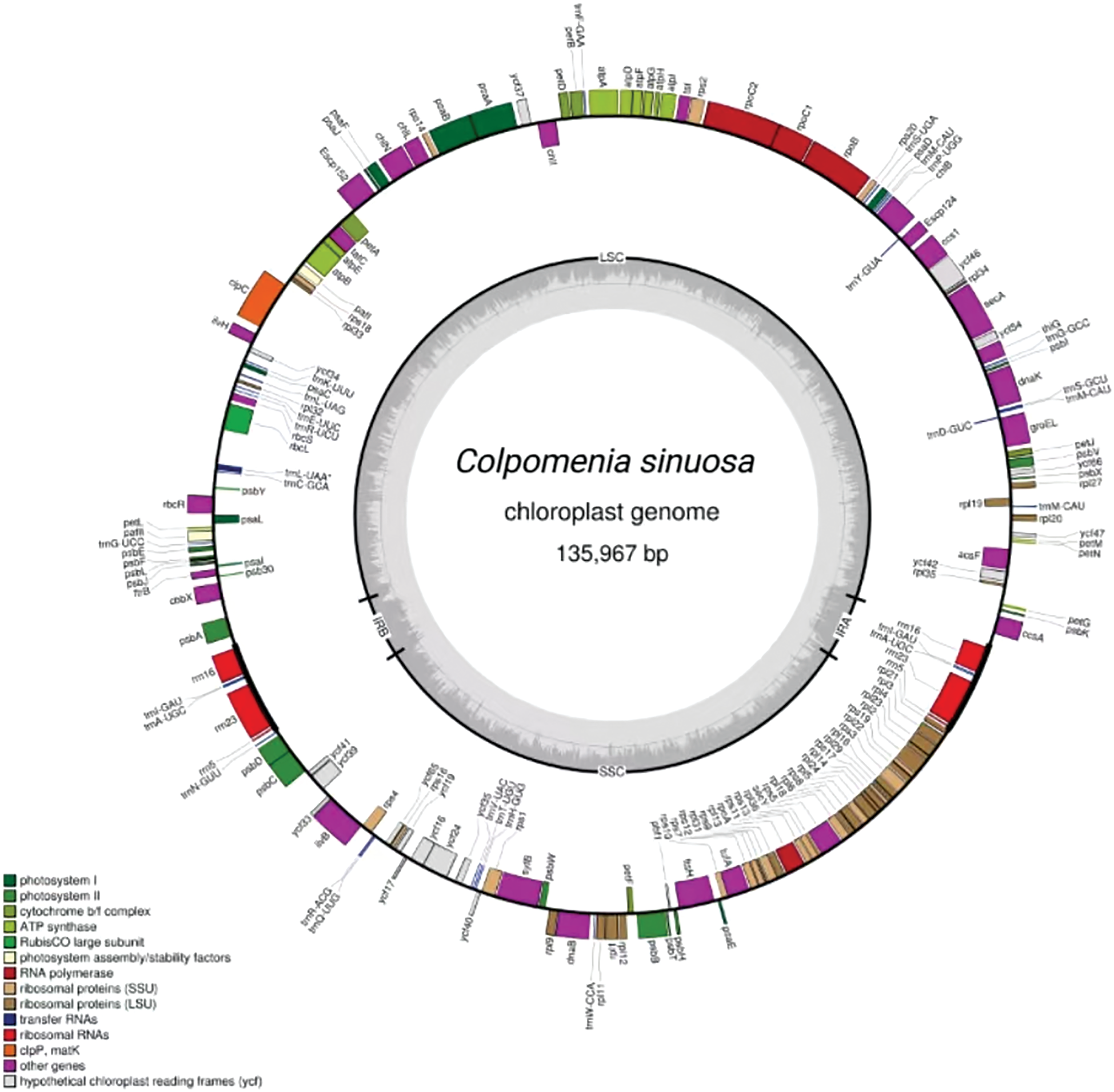 The Complete Chloroplast Genome of