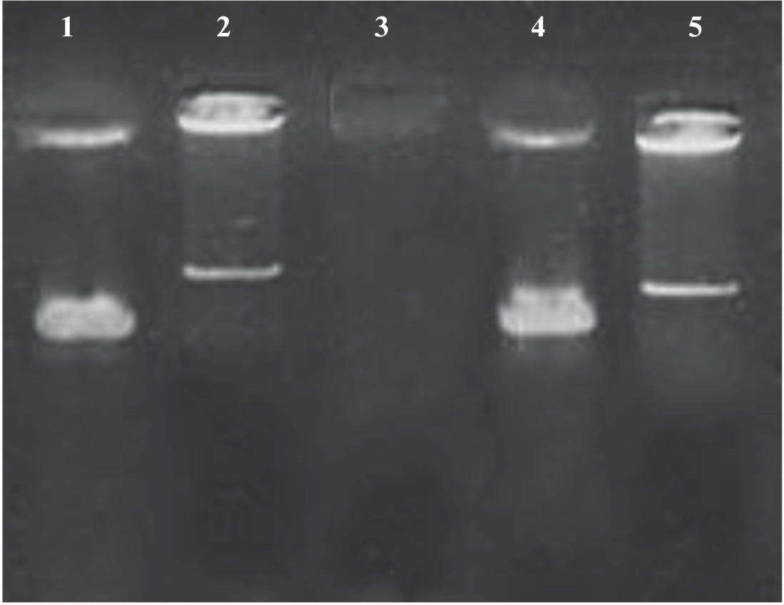 Synthesis and Evaluation of Chitosan/miR-125b-5p Nanoparticles for Targeting  and  Genes in MCF-7 Breast Cancer Cells