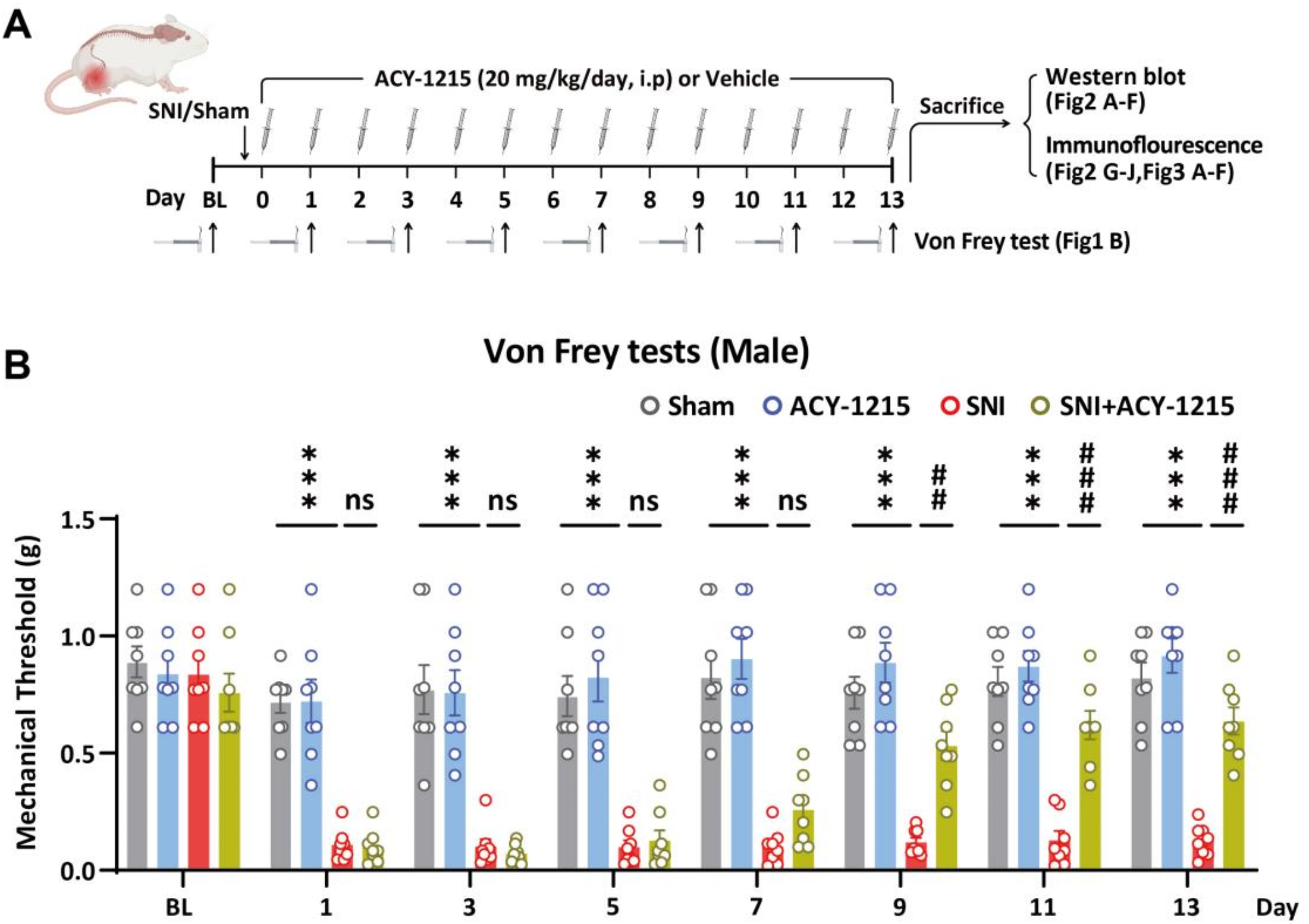 Inhibition of histone deacetylase 6 alleviates neuropathic pain via direct regulating post-translation of spinal STAT3 and decreasing downstream C-C Motif Chemokine Ligand 7 synthesis