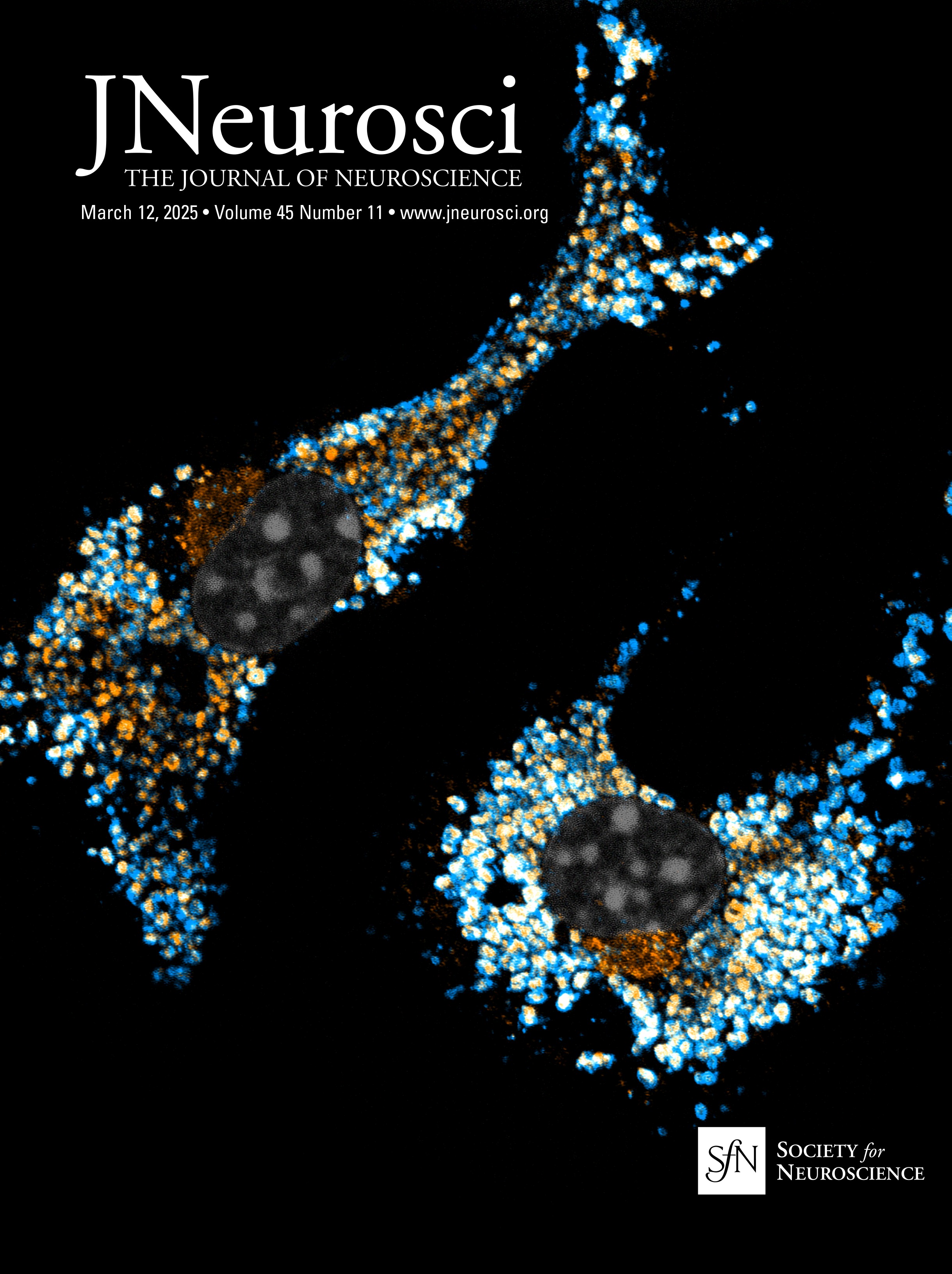 Local Differences in Network Organization in the Auditory and Parietal Cortex, Revealed with Single Neuron Activation