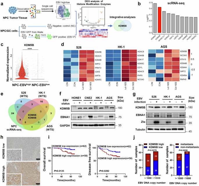 Epstein-Barr virus hijacks histone demethylase machinery to drive epithelial malignancy progression through KDM5B upregulation