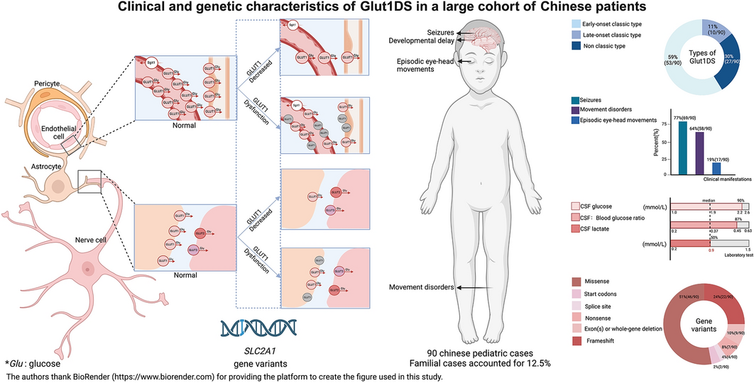 Clinical and genetic characteristics of glucose transporter 1 deficiency syndrome in a large cohort of Chinese patients