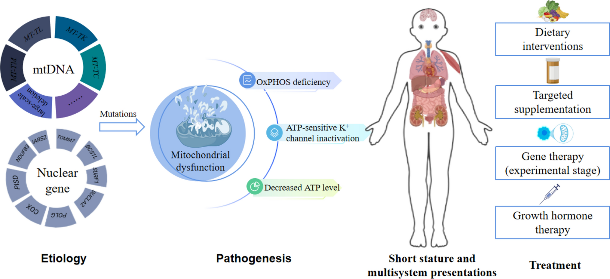 Clinical manifestations and pathogenesis of mitochondrial dysfunction in short stature