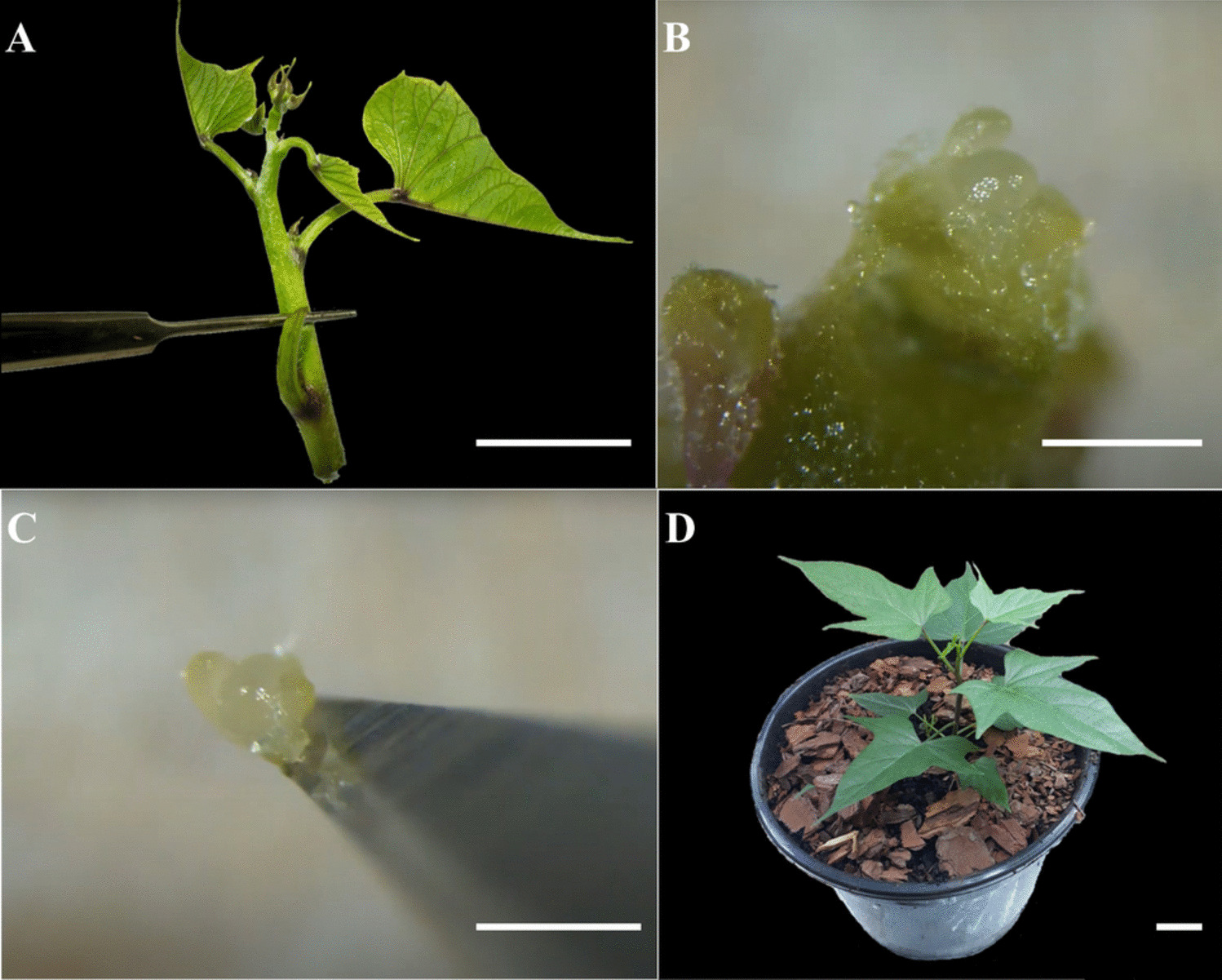 Evaluation of cleaning methods and viral indexing in sweet potato genotypes