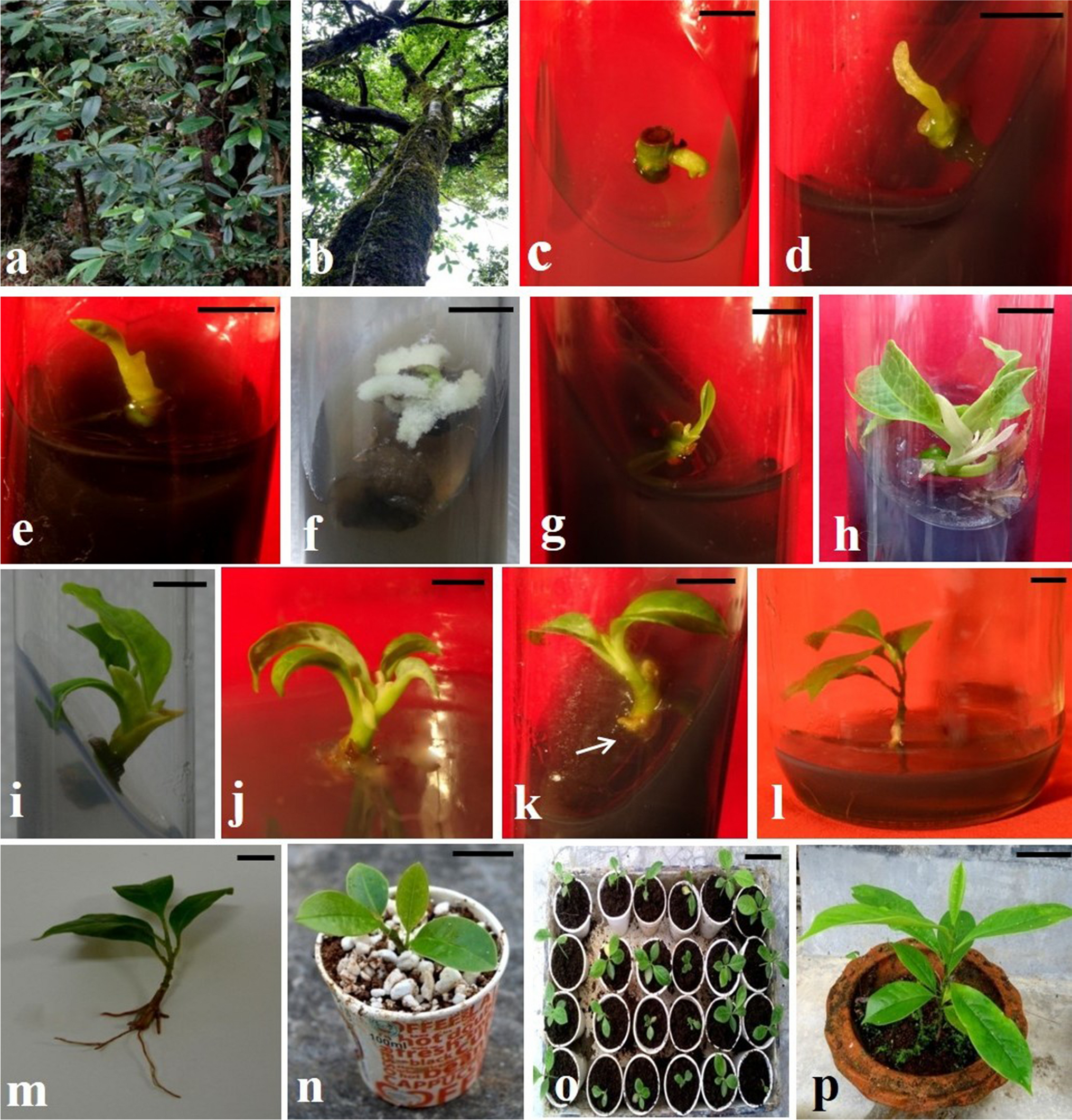 Micropropagation and confirmation of genetic homogeneity in  (Hook. f. & Thomson) Figlar—a threatened endemic plant