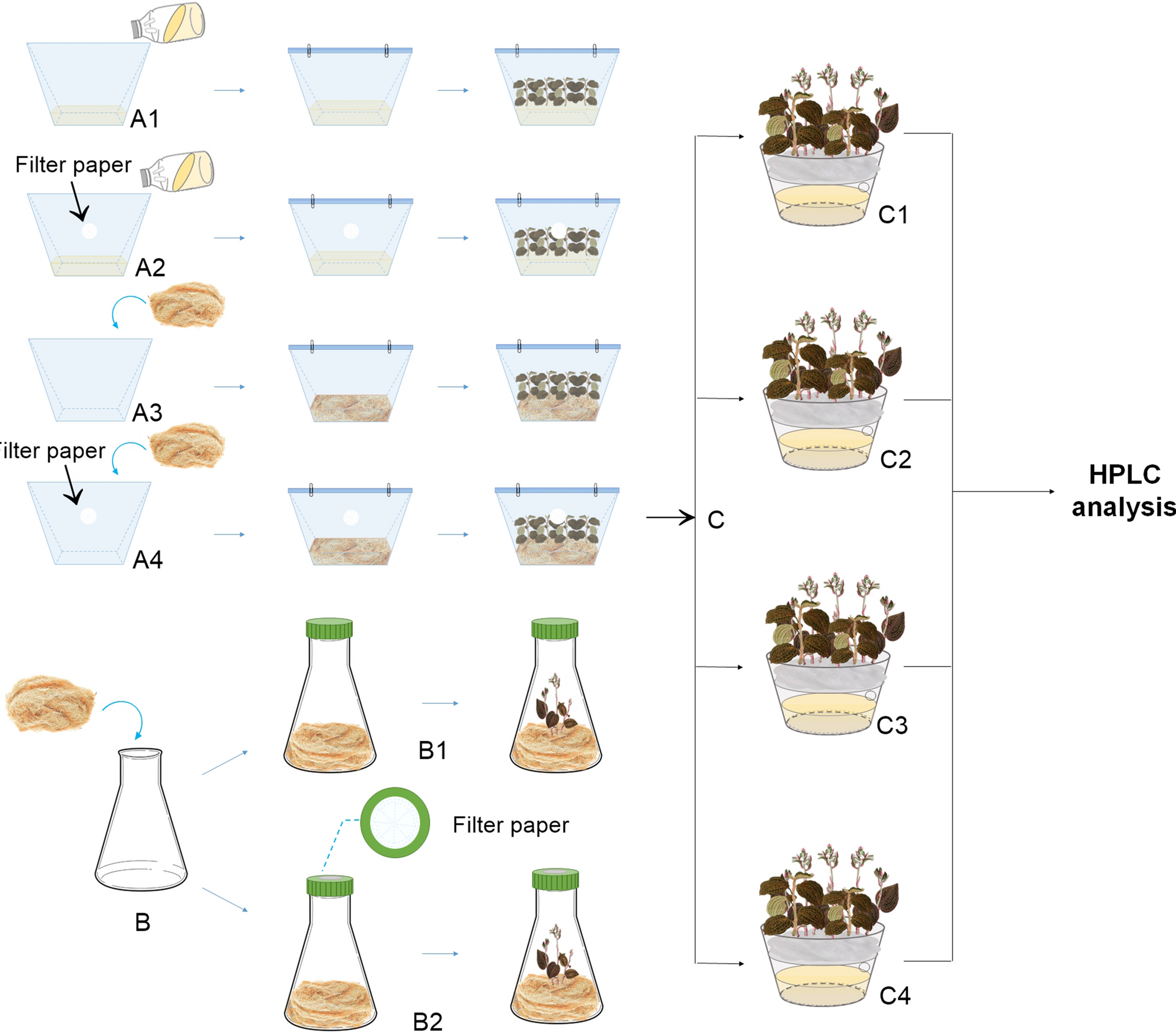 Effects of culture systems on the growth and kinsenoside accumulation in  (Wall.) Lindl.
