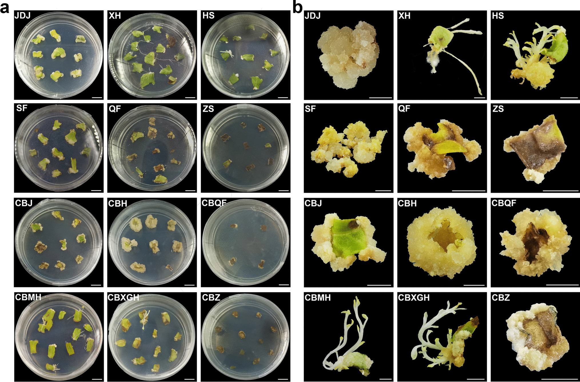Effect of genotype on callus induction and plant regeneration of