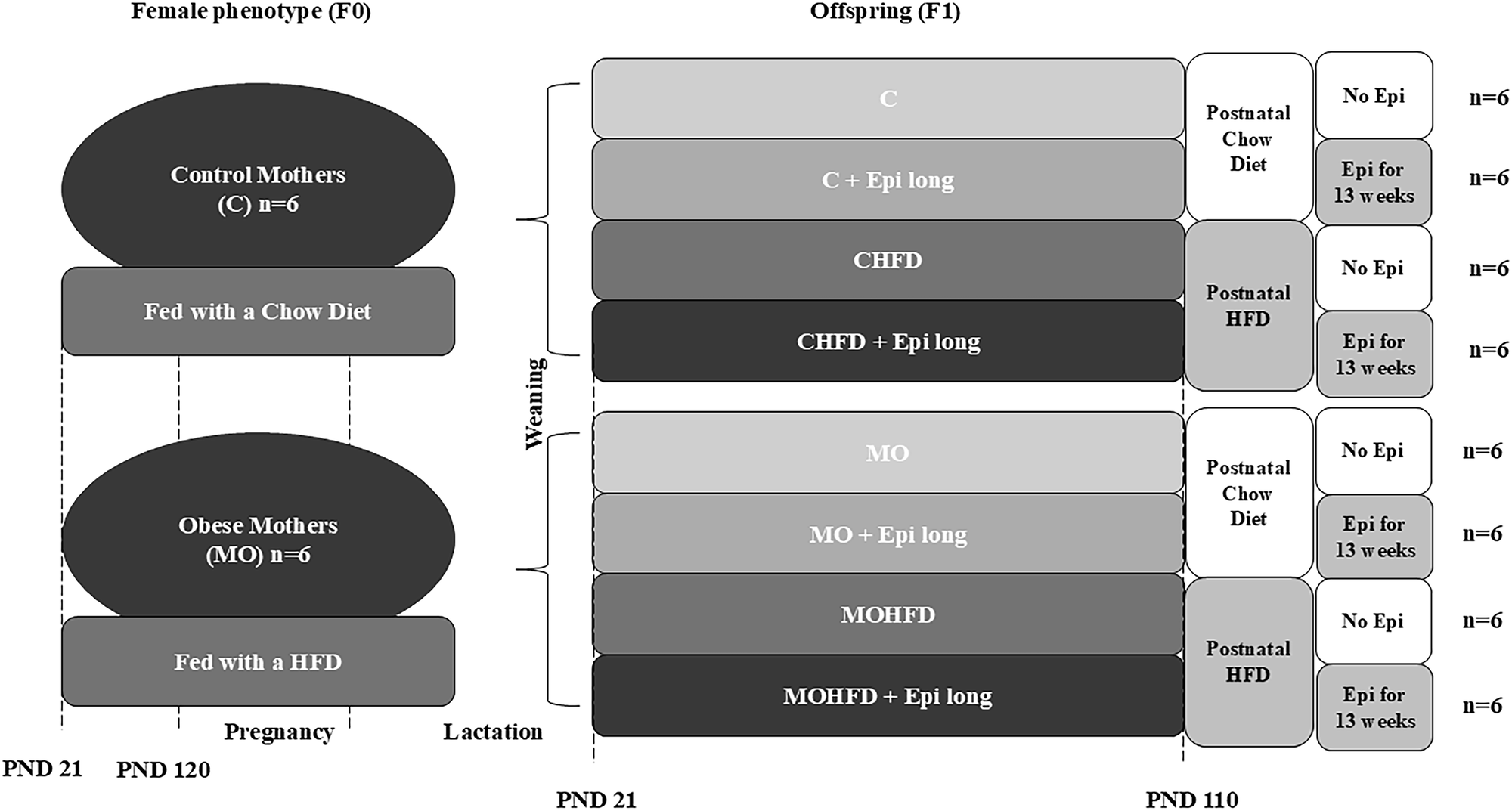 Interaction of Programmed Obesity and Postnatal High Fat Diet but Not (-)-Epicatechin Treatment Modifies Muscle Atrophy Proteins Levels in Male Wistar Rats