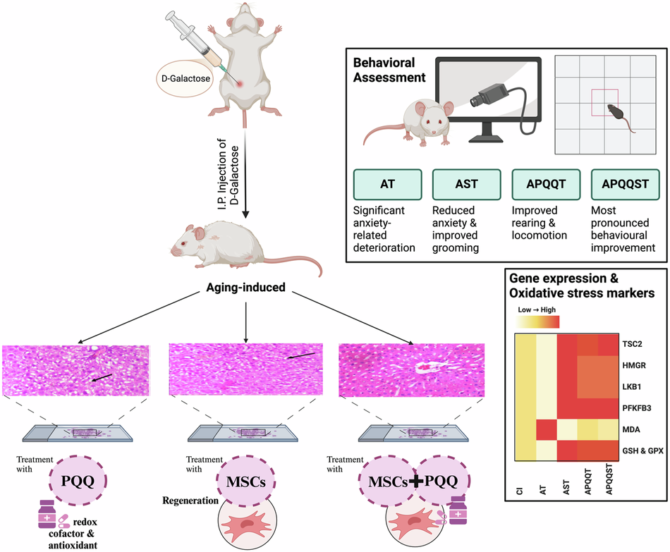 Assessment of the Capability of Mesenchymal Stem Cells and/or Pyrroloquinoline Quinone in Compensating the Age-Related Dysfunctions of AMP-Activated Protein Kinase Pathway in Wistar Rats