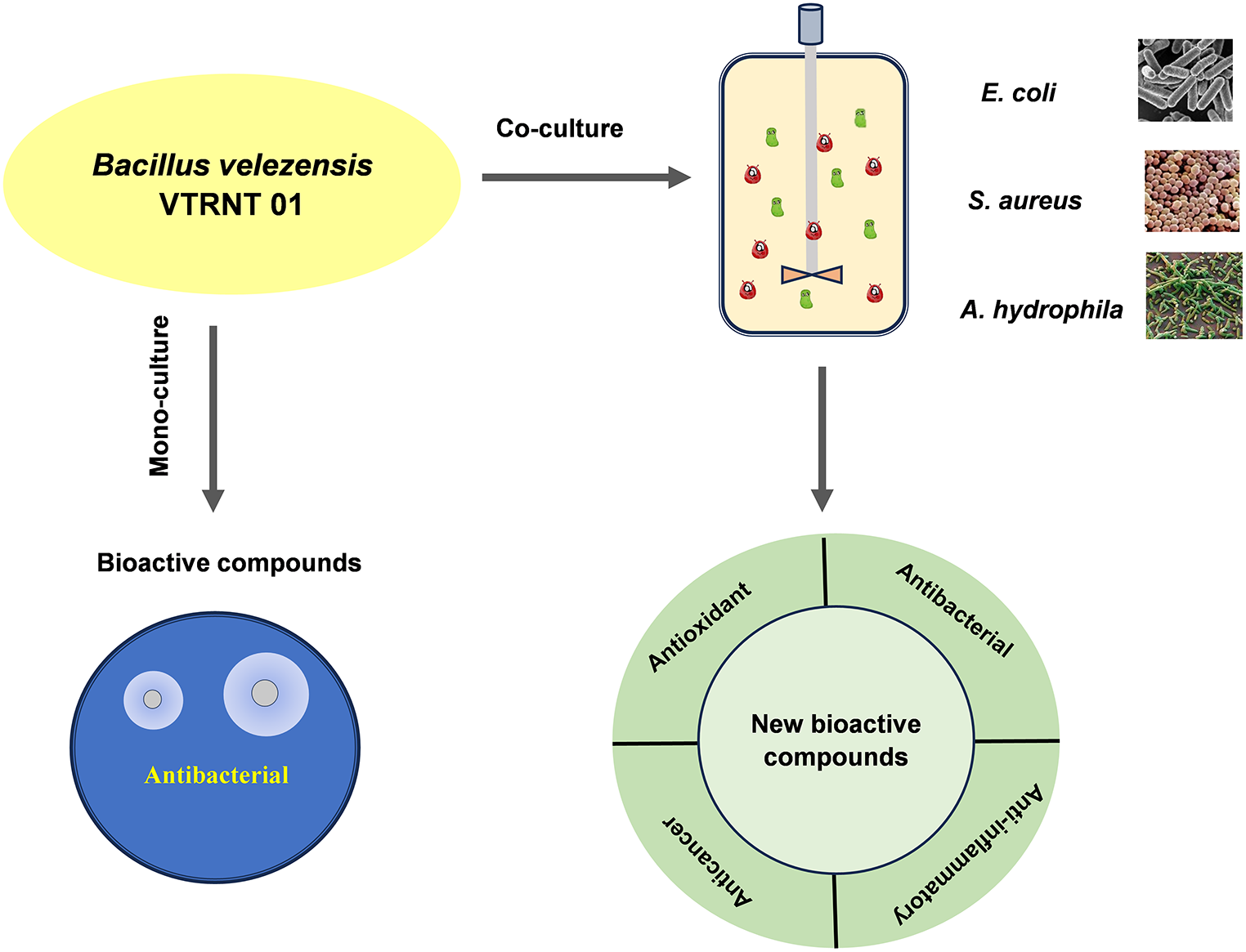 Antibiotic potential and metabolic modulation of  VTRNT 01 in response to bacterial elicitors