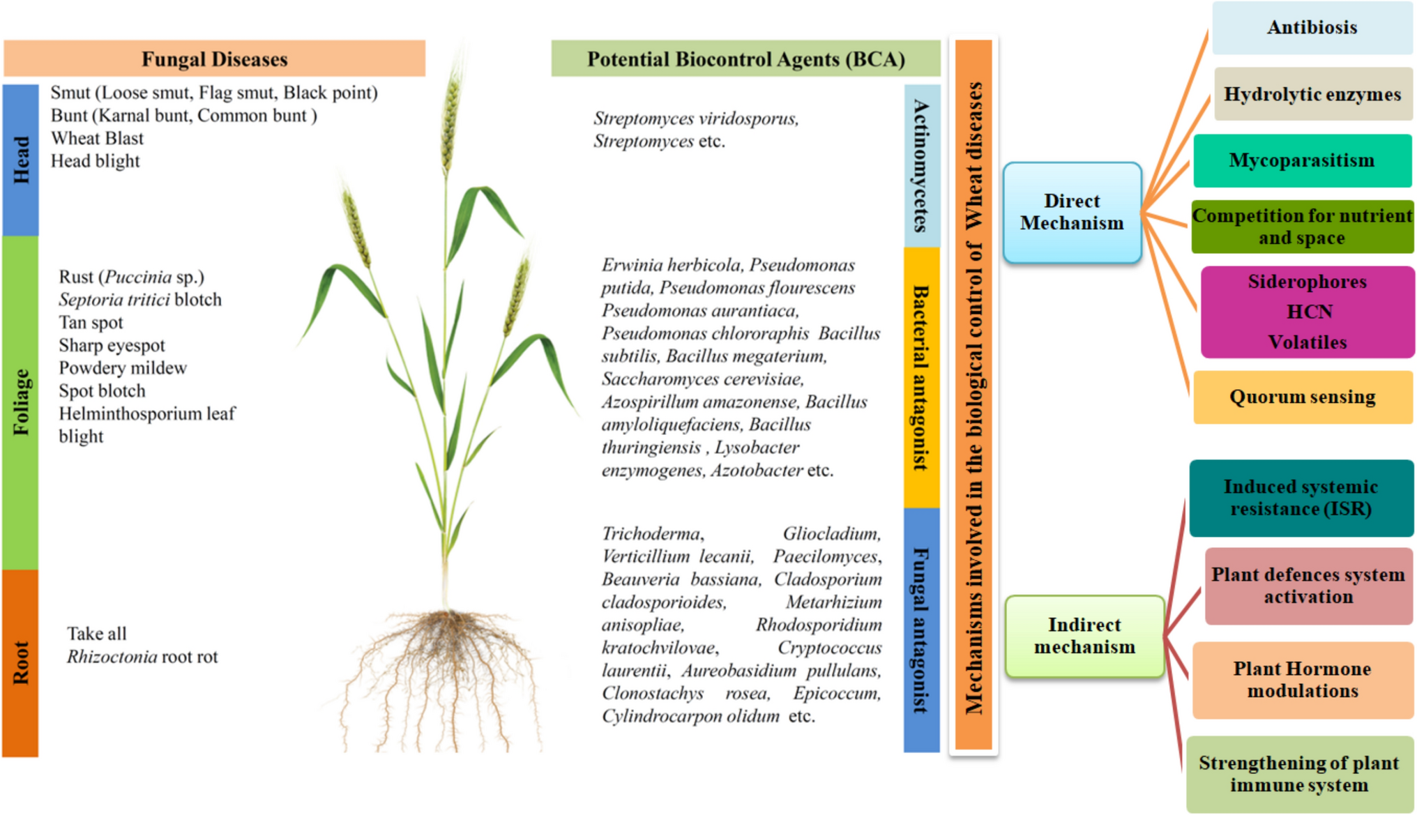 Sustainable microbial solutions for managing fungal threats in wheat: progress and future directions