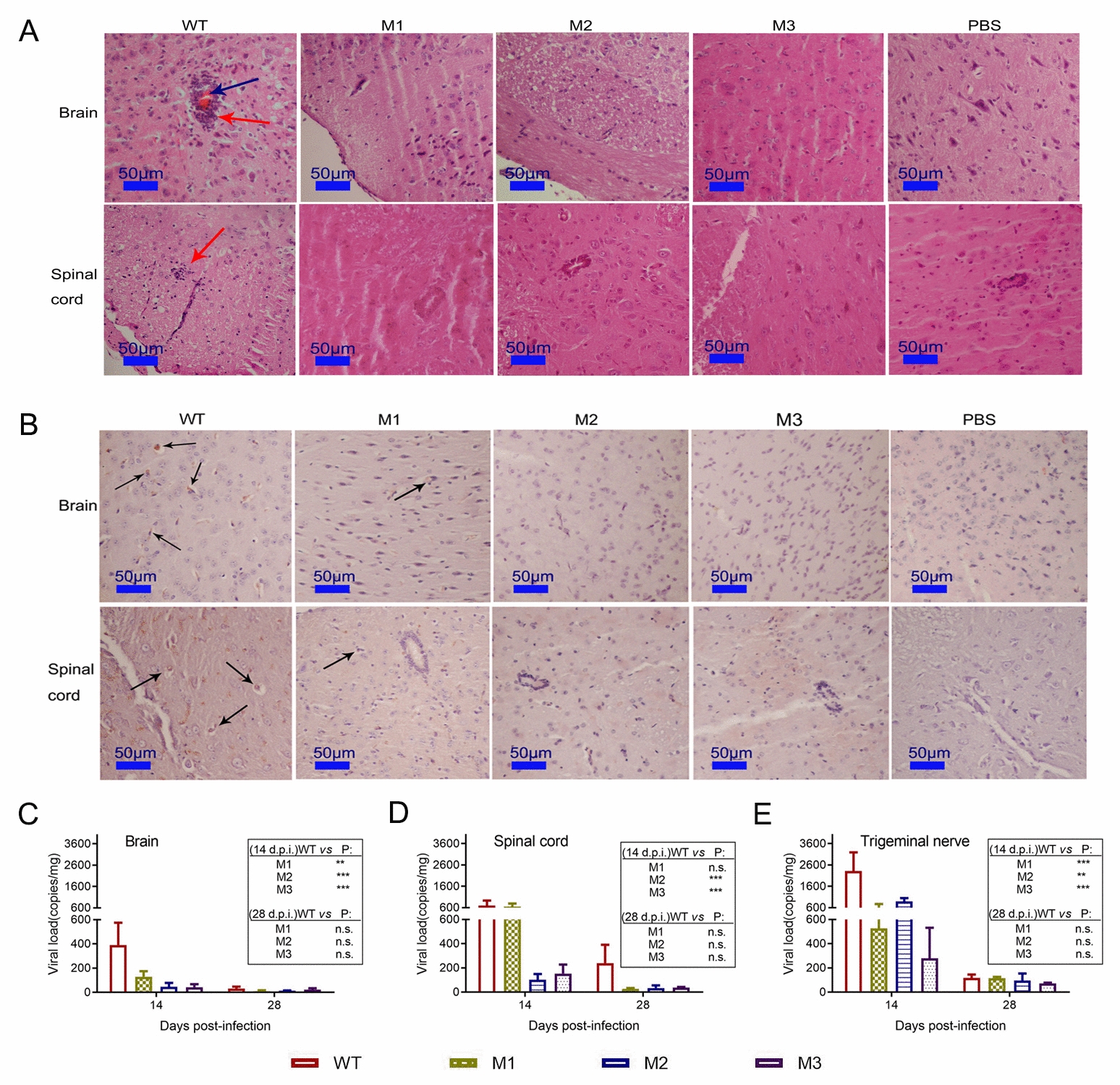 Correction to: Attenuated phenotypes and analysis of a herpes simplex virus 1 strain with partial deletion of the ,  and  genes
