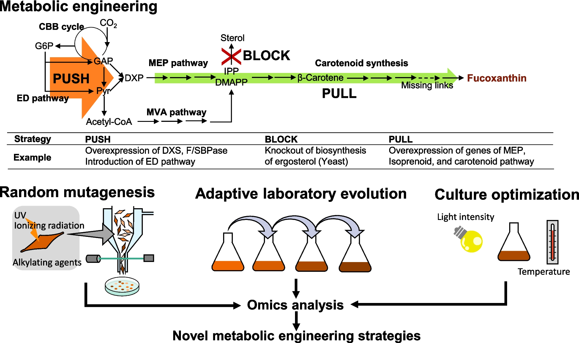 Metabolic engineering and cultivation strategies for efficient production of fucoxanthin and related carotenoids
