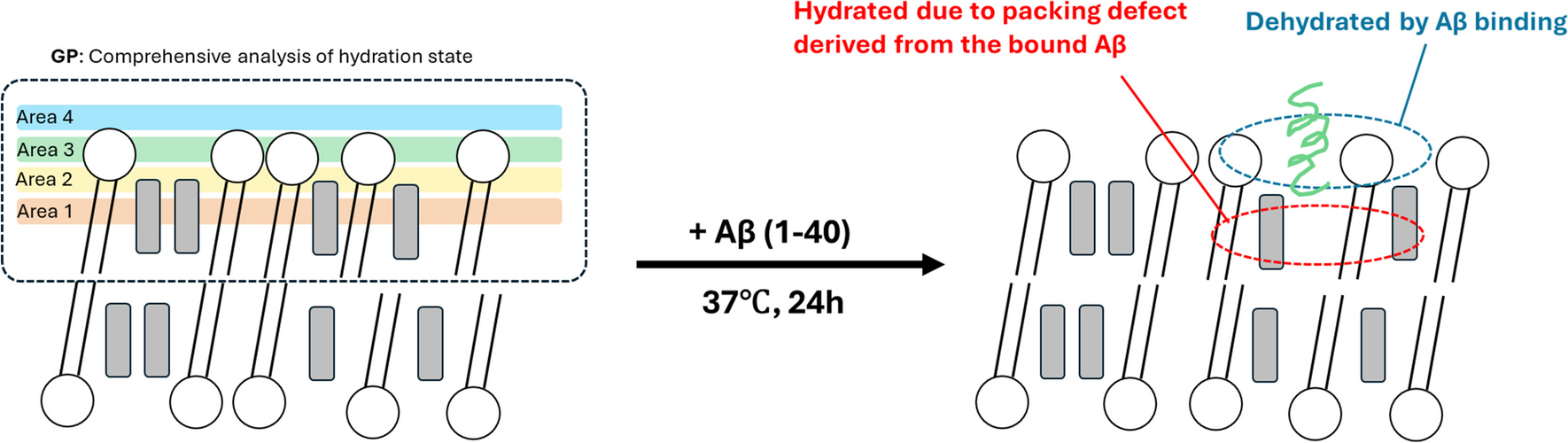 Amyloid beta (Aβ) fibrillation kinetics and its impact on membrane polarity