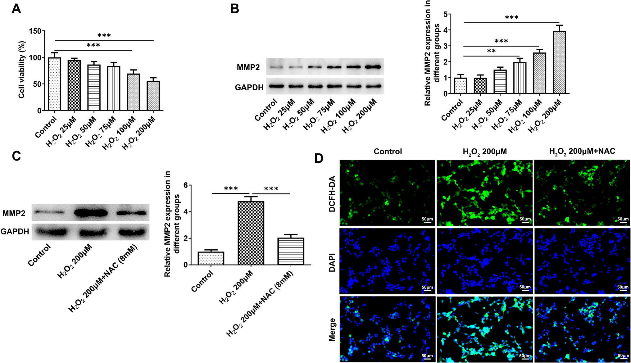 Effects of MMP2 and its inhibitor TIMP2 on DNA damage, apoptosis and senescence of human lens epithelial cells induced by oxidative stress